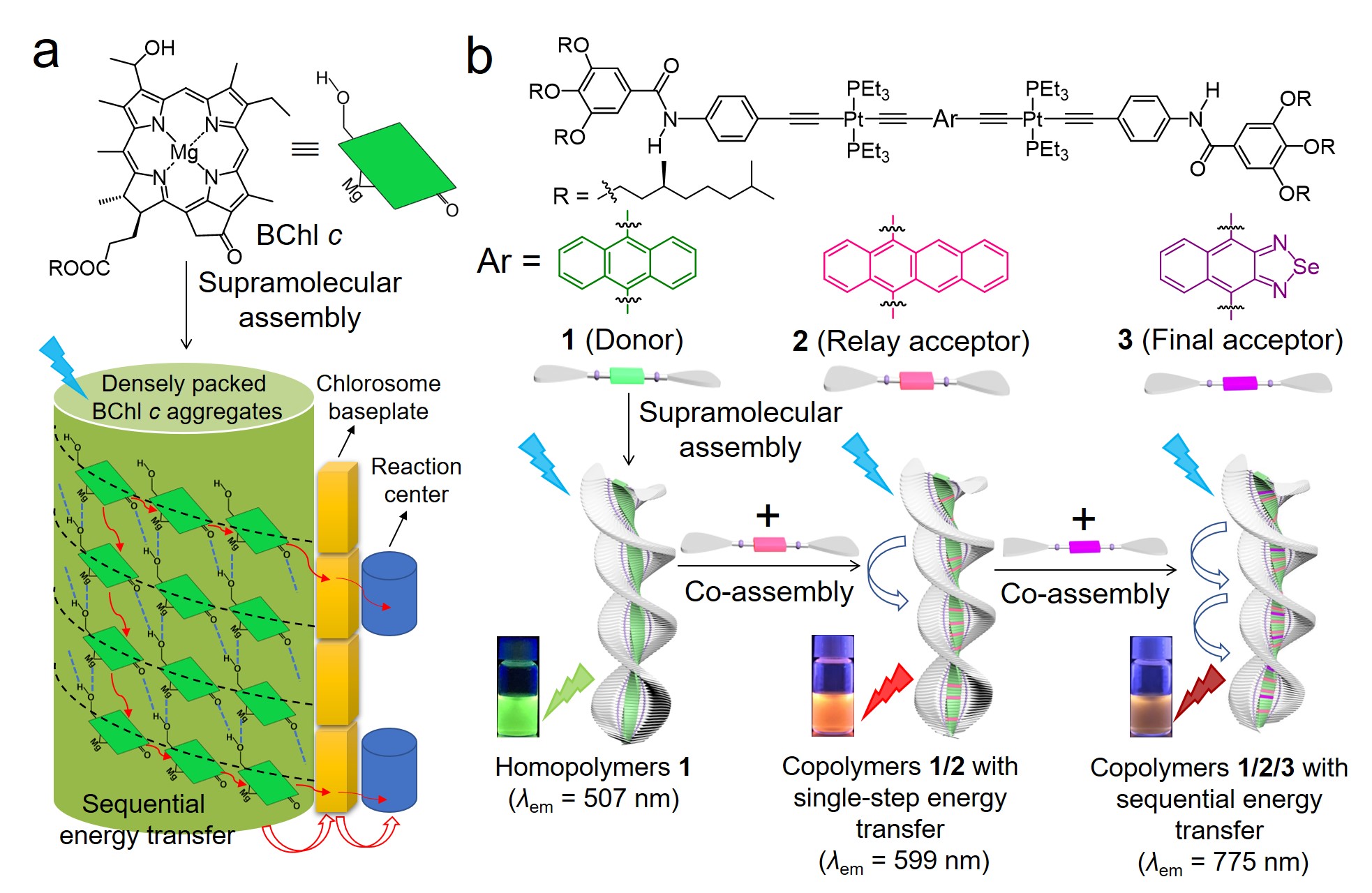 A bioinspired sequential energy transfer system constructed via supramolecular copolymerization