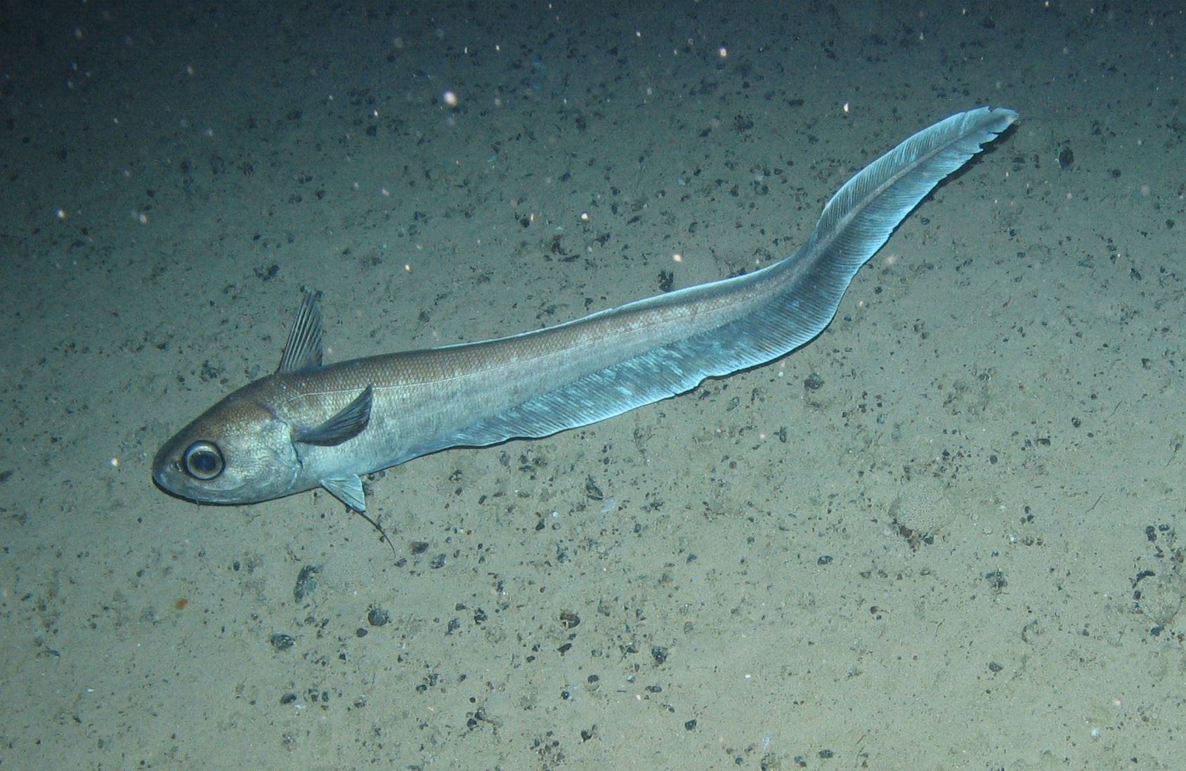 Adapting to habitat depth in the deep sea