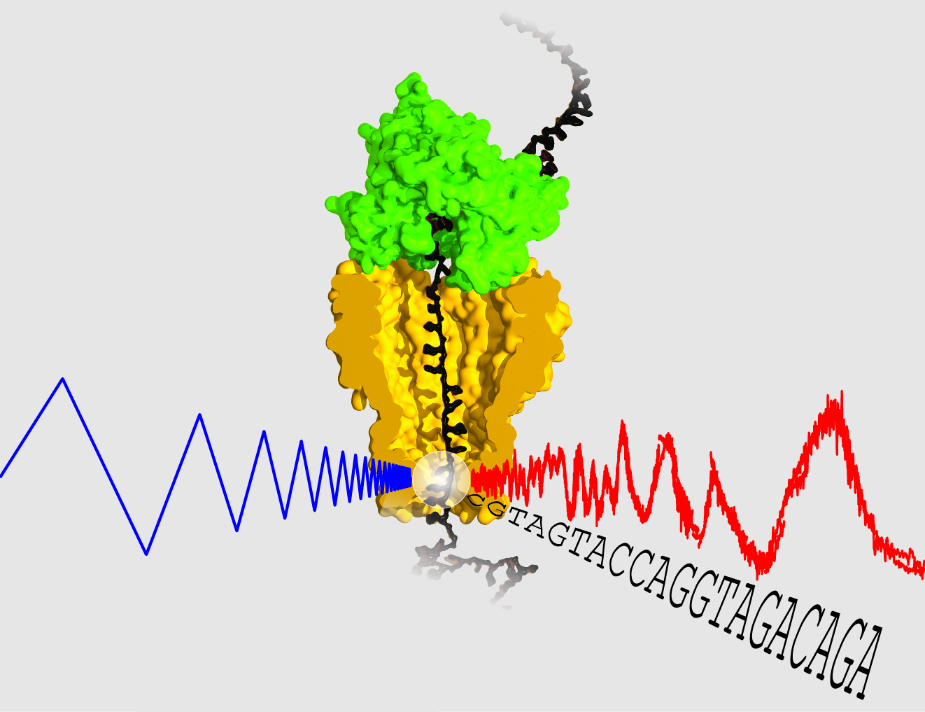 A New Approach to High Accuracy Nanopore Sequencing
