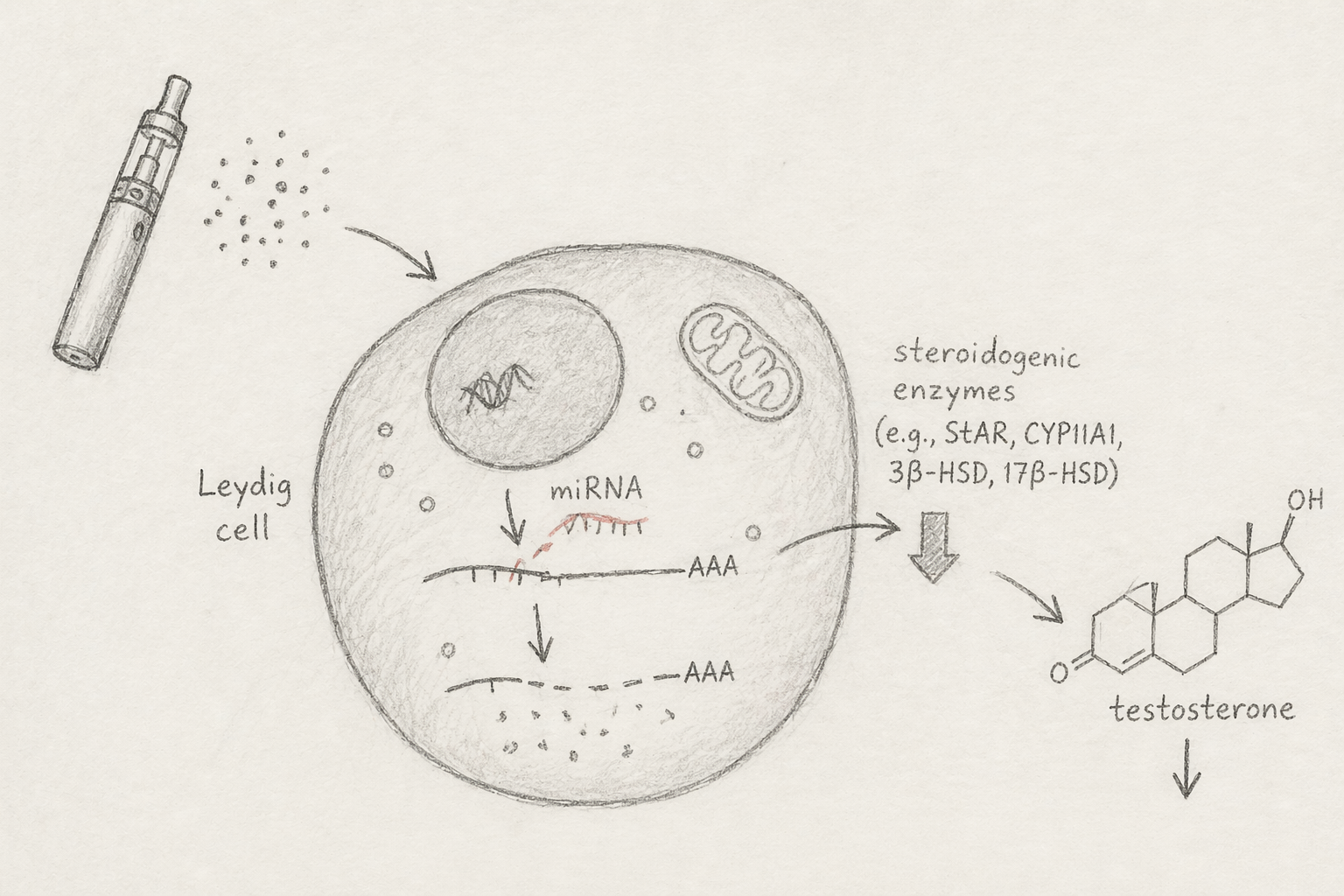 microRNAs as hidden regulators of testosterone disruption in e-cigarette exposure