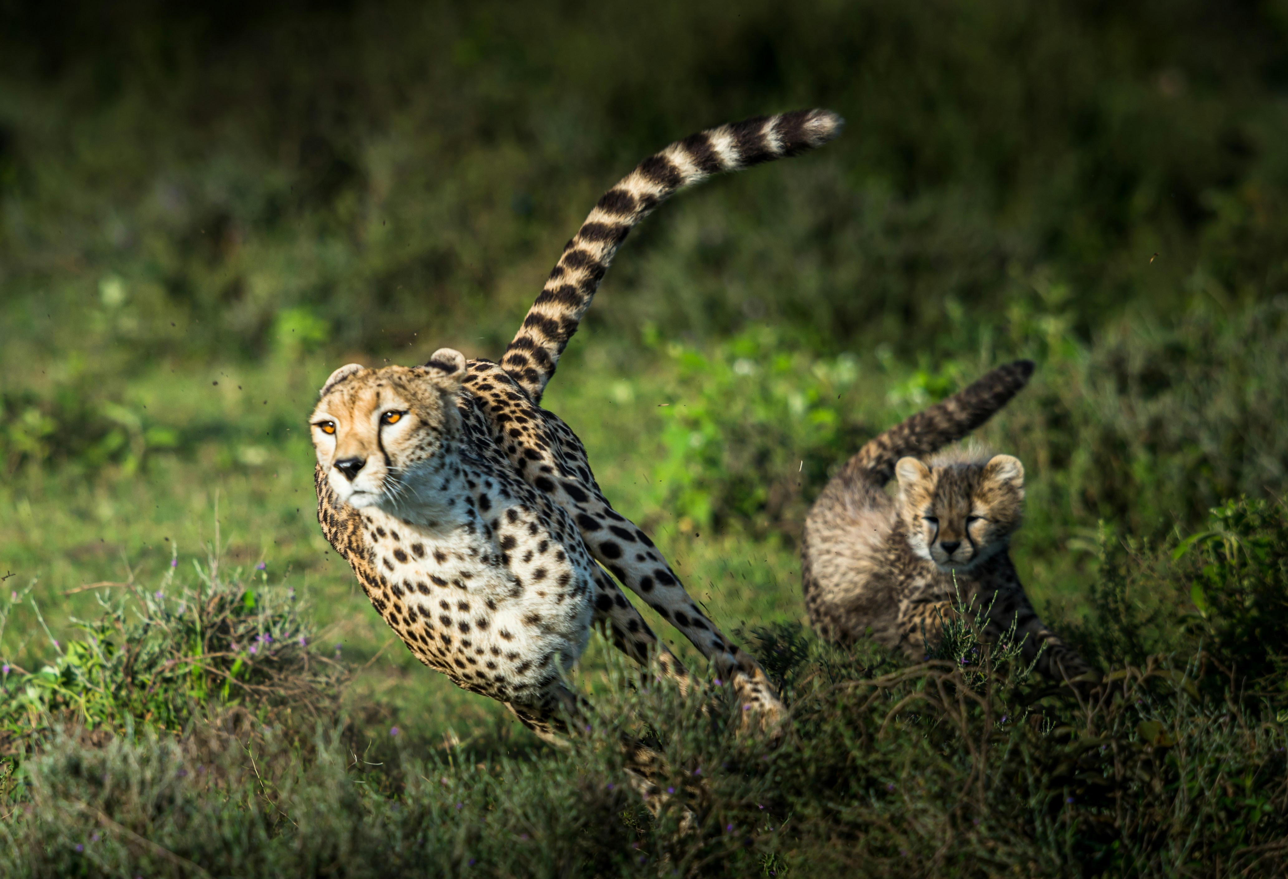 Cheetah population in Serengeti 