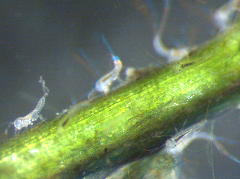 Mayflies take off: a new model to study insect evolution
