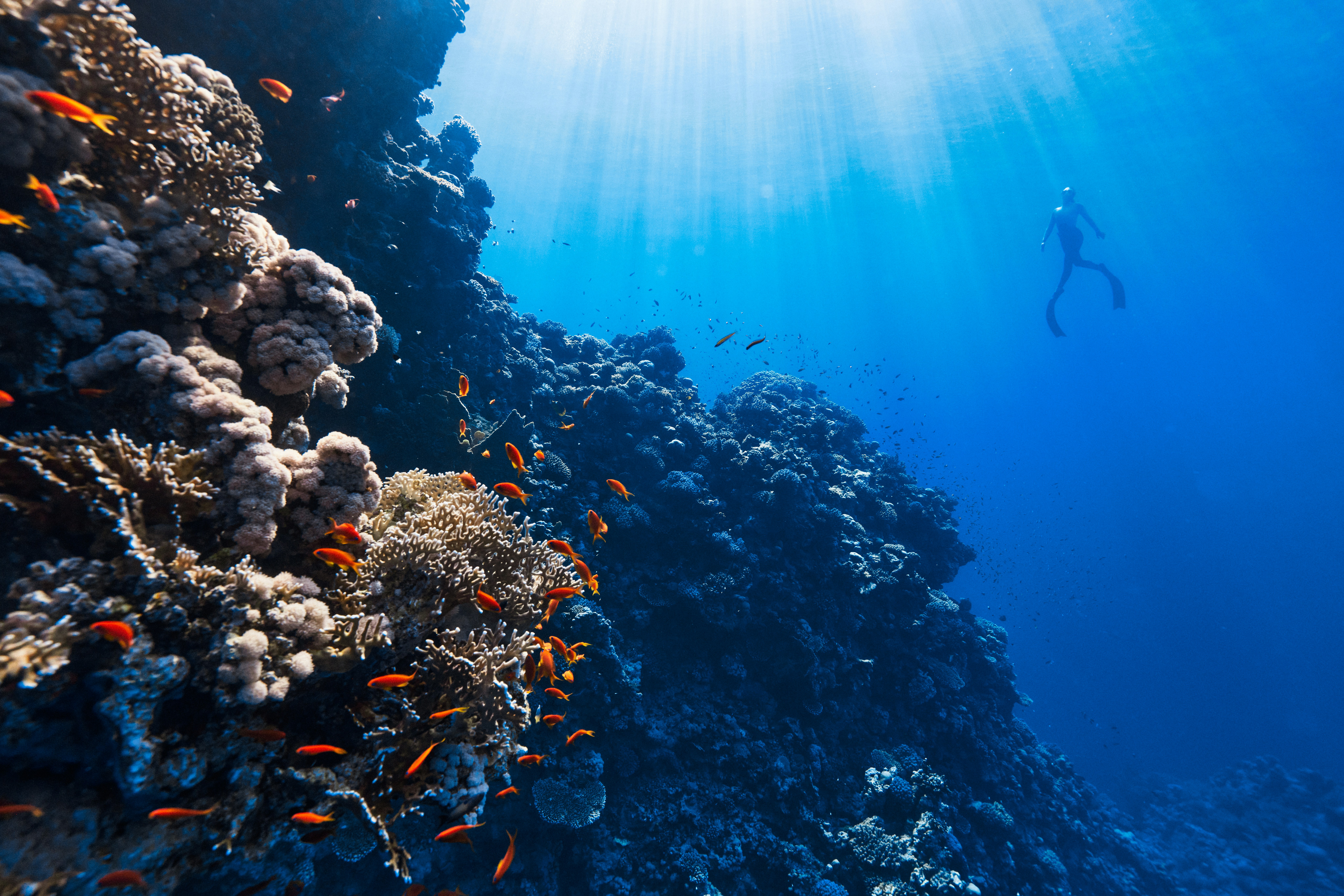 Join Operation Wallacea as a Reef Ecology Lecturer