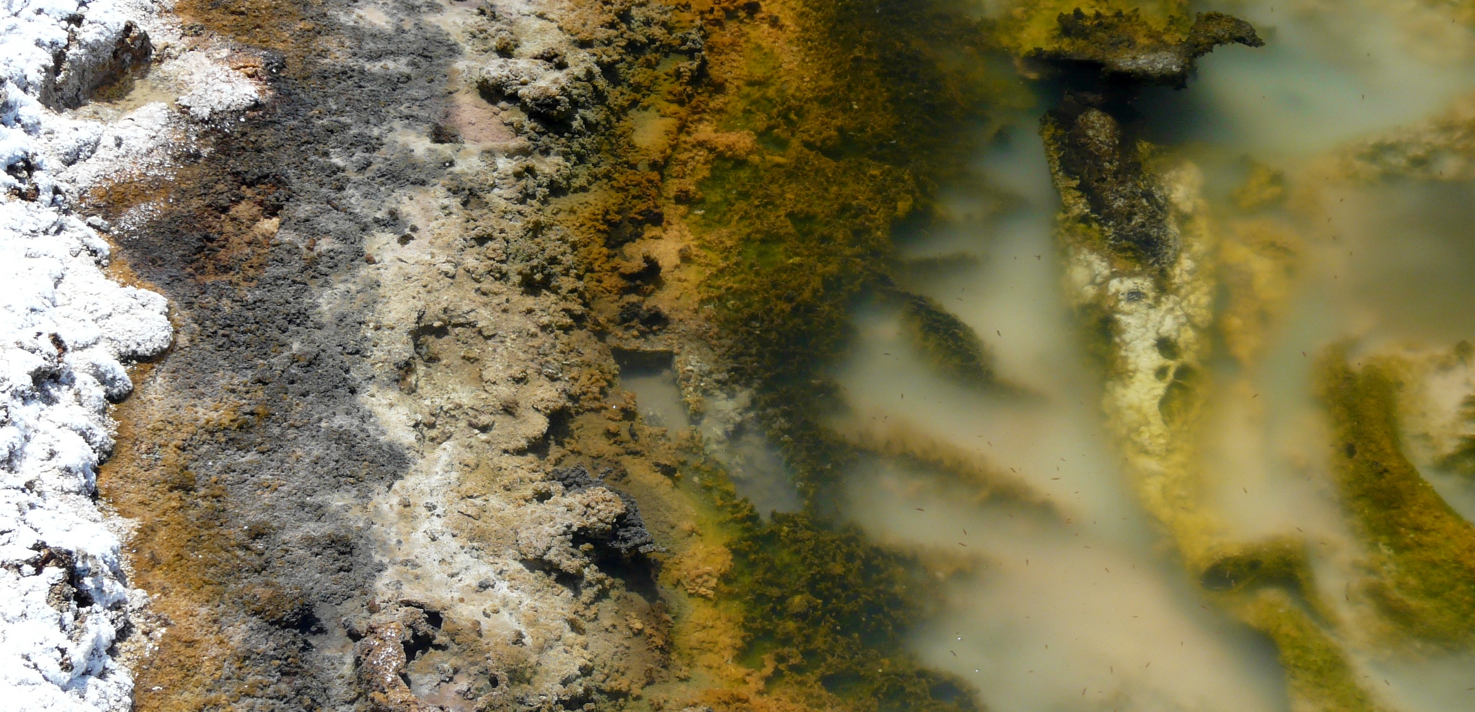 Metabolic evolution in ancient microbial ecosystems