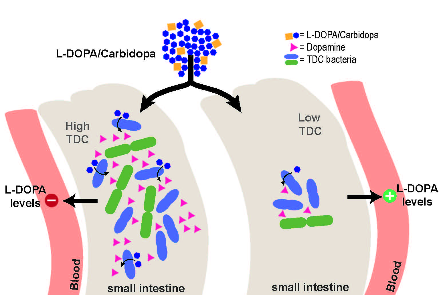 Gut bacteria can interfere with the main treatment of Parkinson's disease