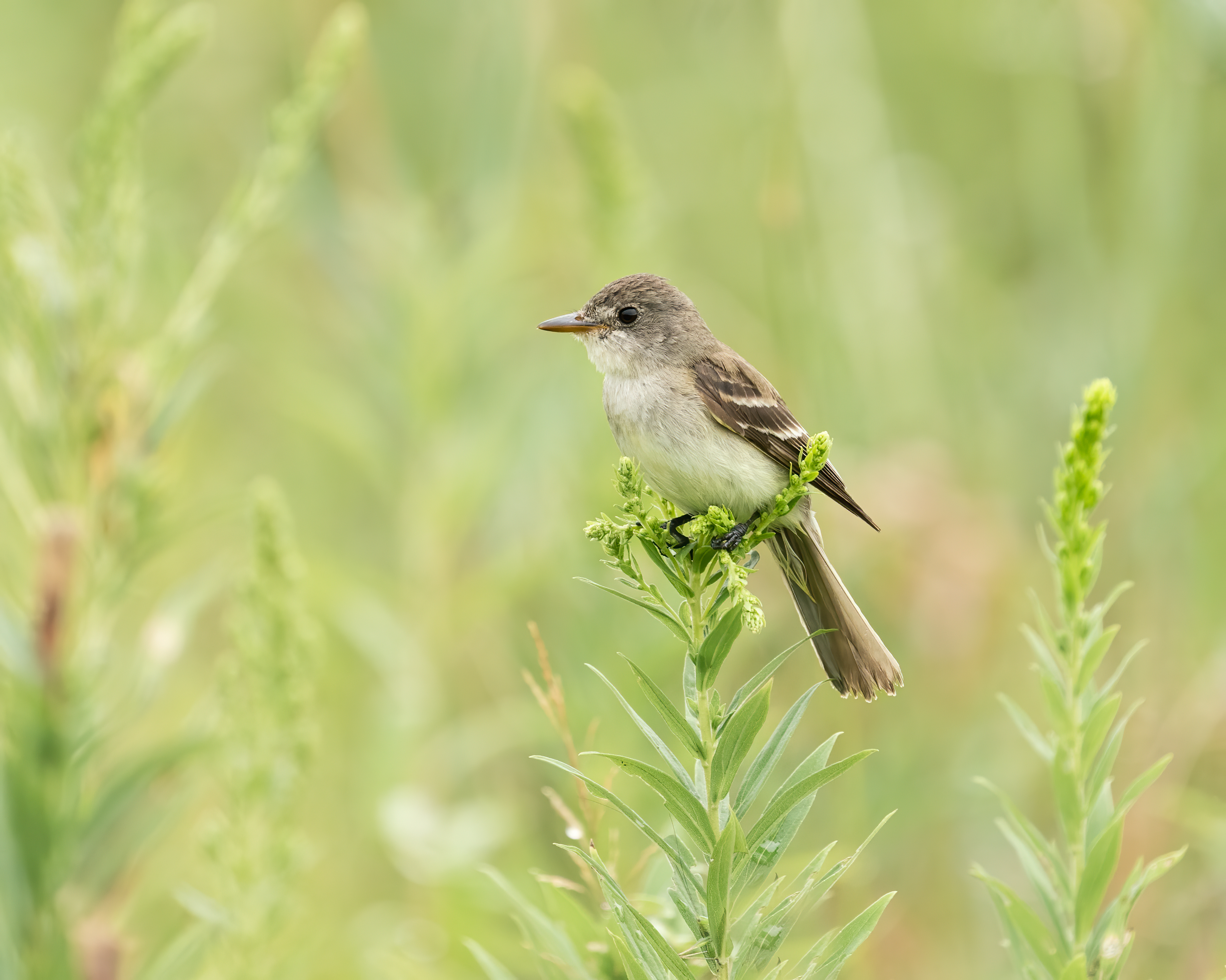 A flicker of hope for an endangered flycatcher