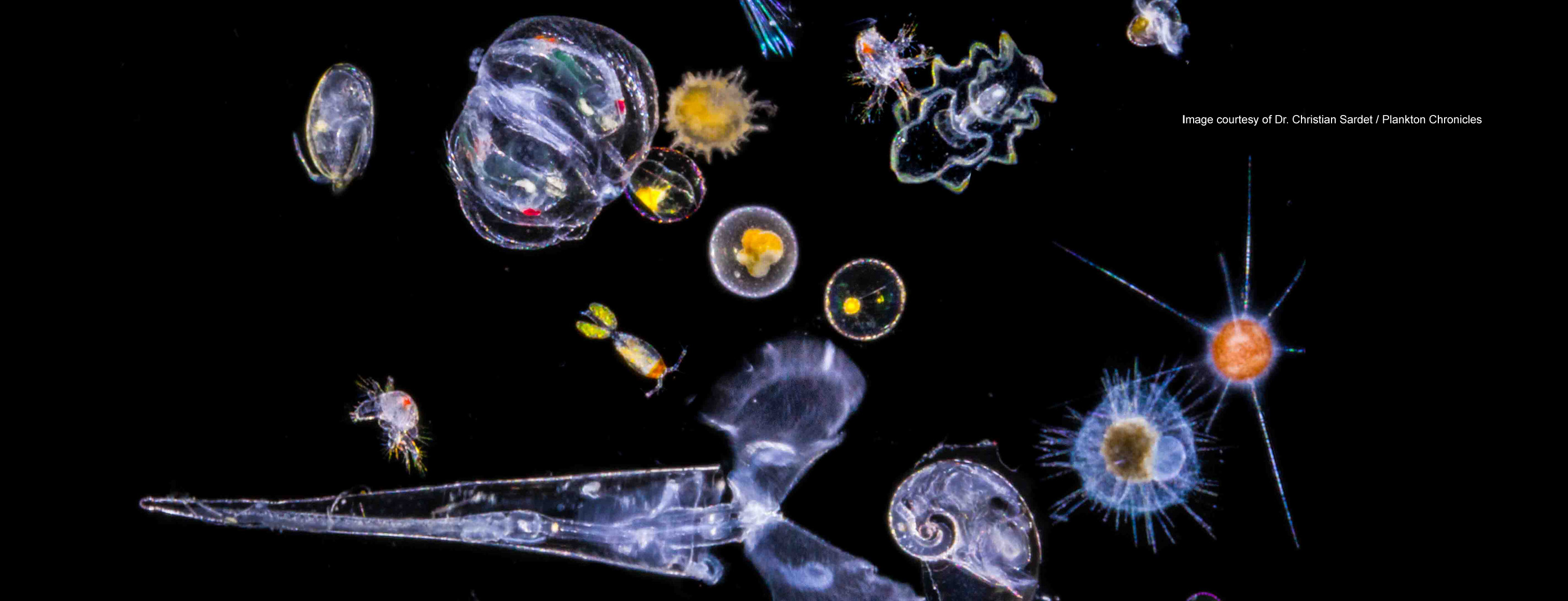 The mysterious origin of metazoan larvae: Larva-first or Adult-first?