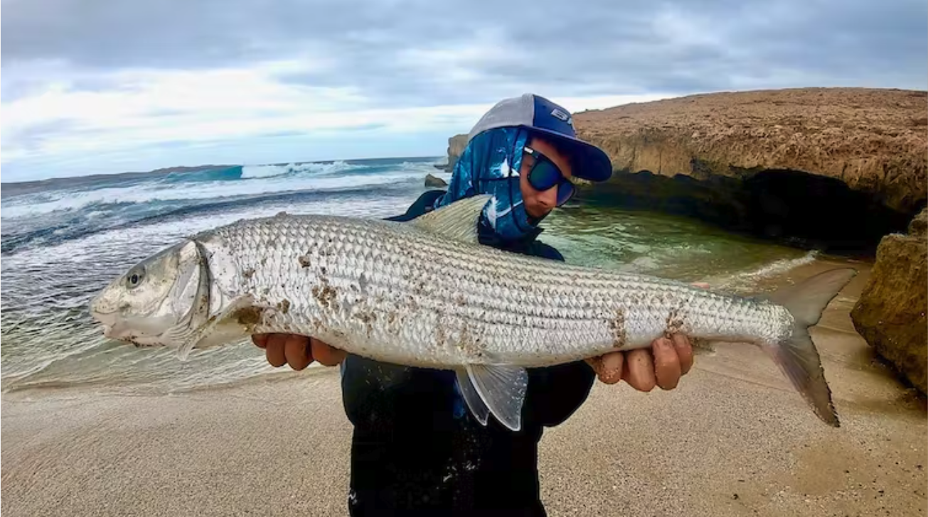 Citizen science data reveal that climate, currents and species traits all contribute to the early stages of marine species redistributions