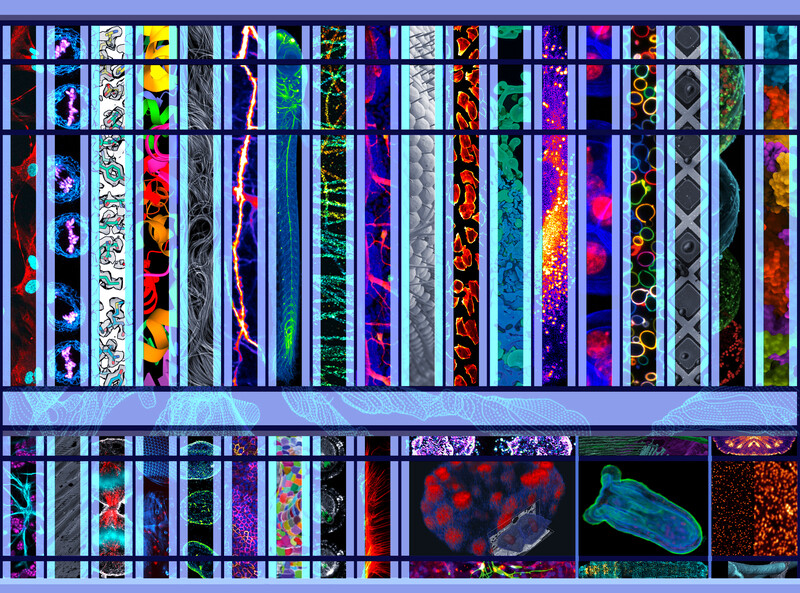 The EMBL Imaging Centre – EMBL’s new service facility enables users to image across scales