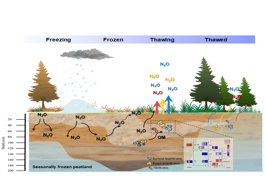 Hot moment of N2O emissions in seasonally frozen peatlands