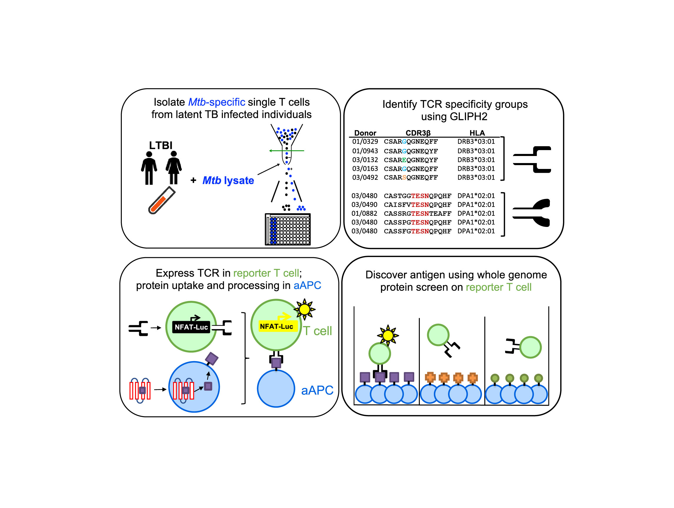 The road to measure T-cell memory