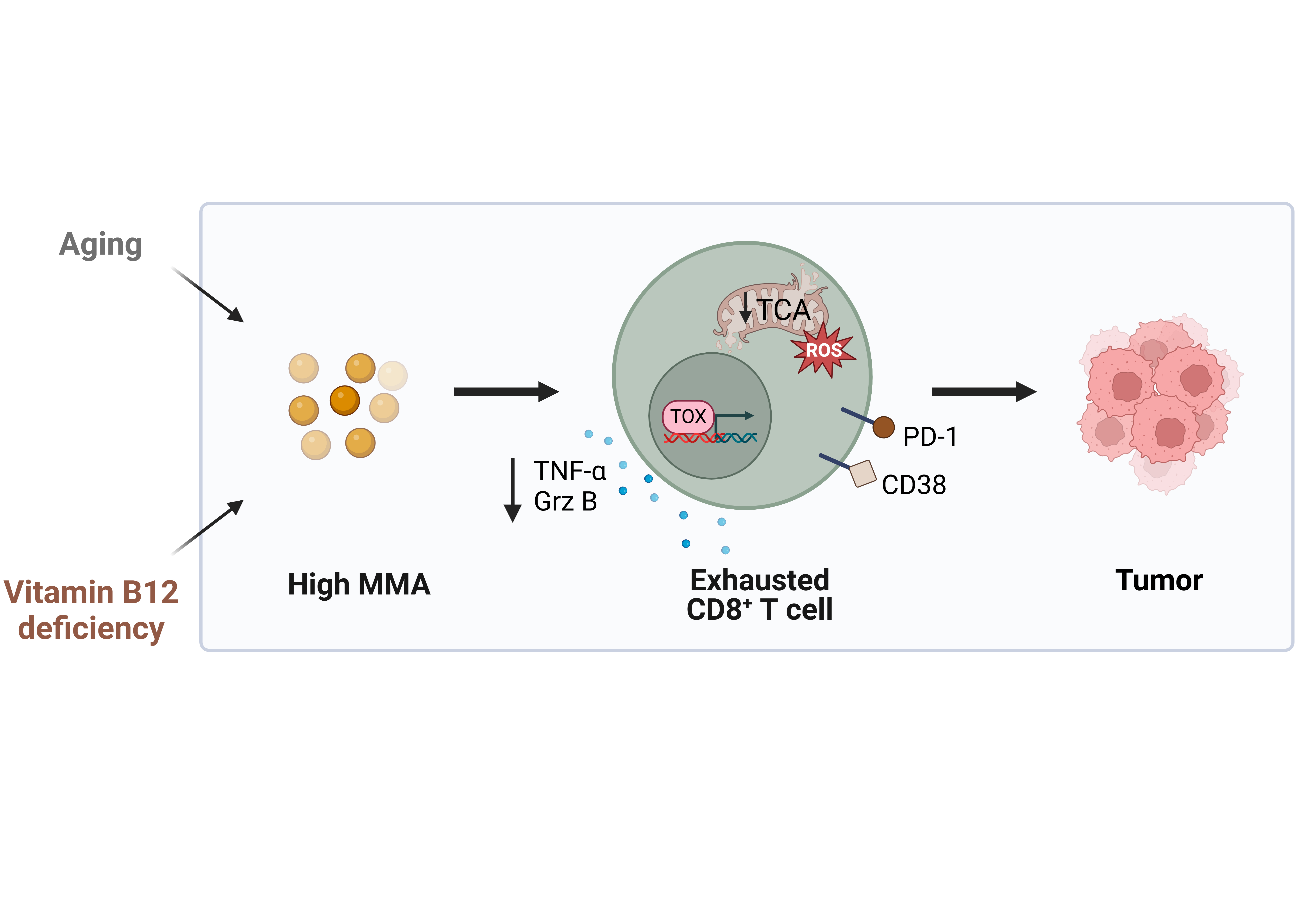 Methylmalonic acid is exhausting! The story of an age-related metabolite that suppresses anti-tumor immunity