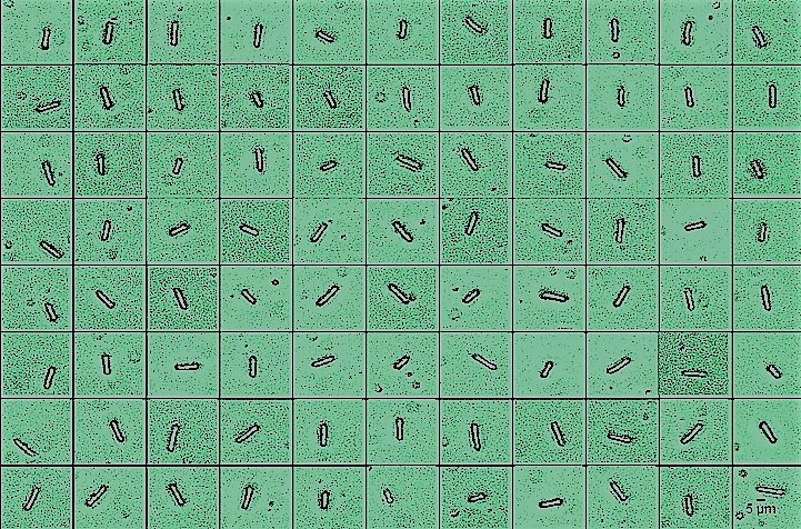 Assessing fission yeast transcriptional heterogeneity
