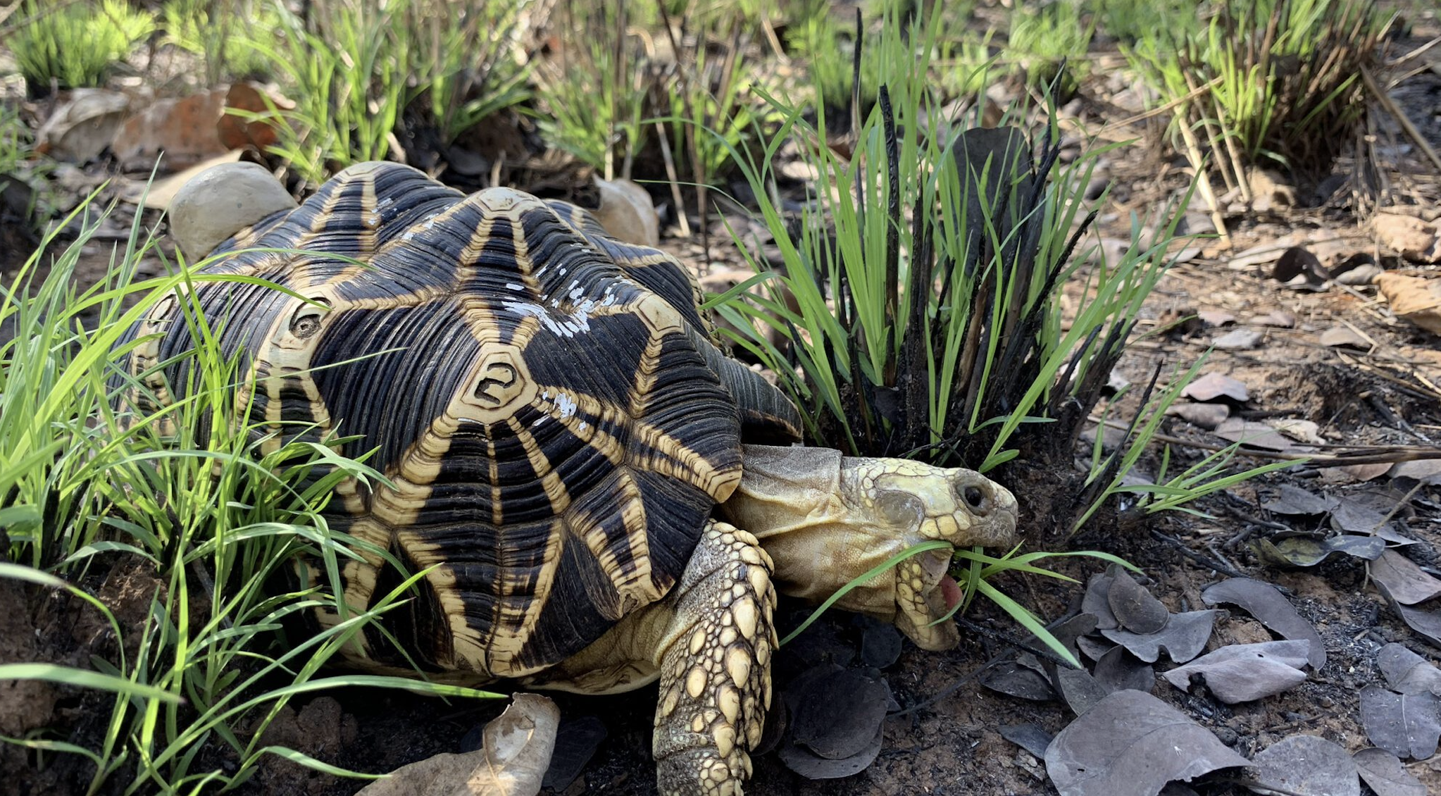 Shell shocked: Exploring anaerobic gut fungi in the tortoise gut