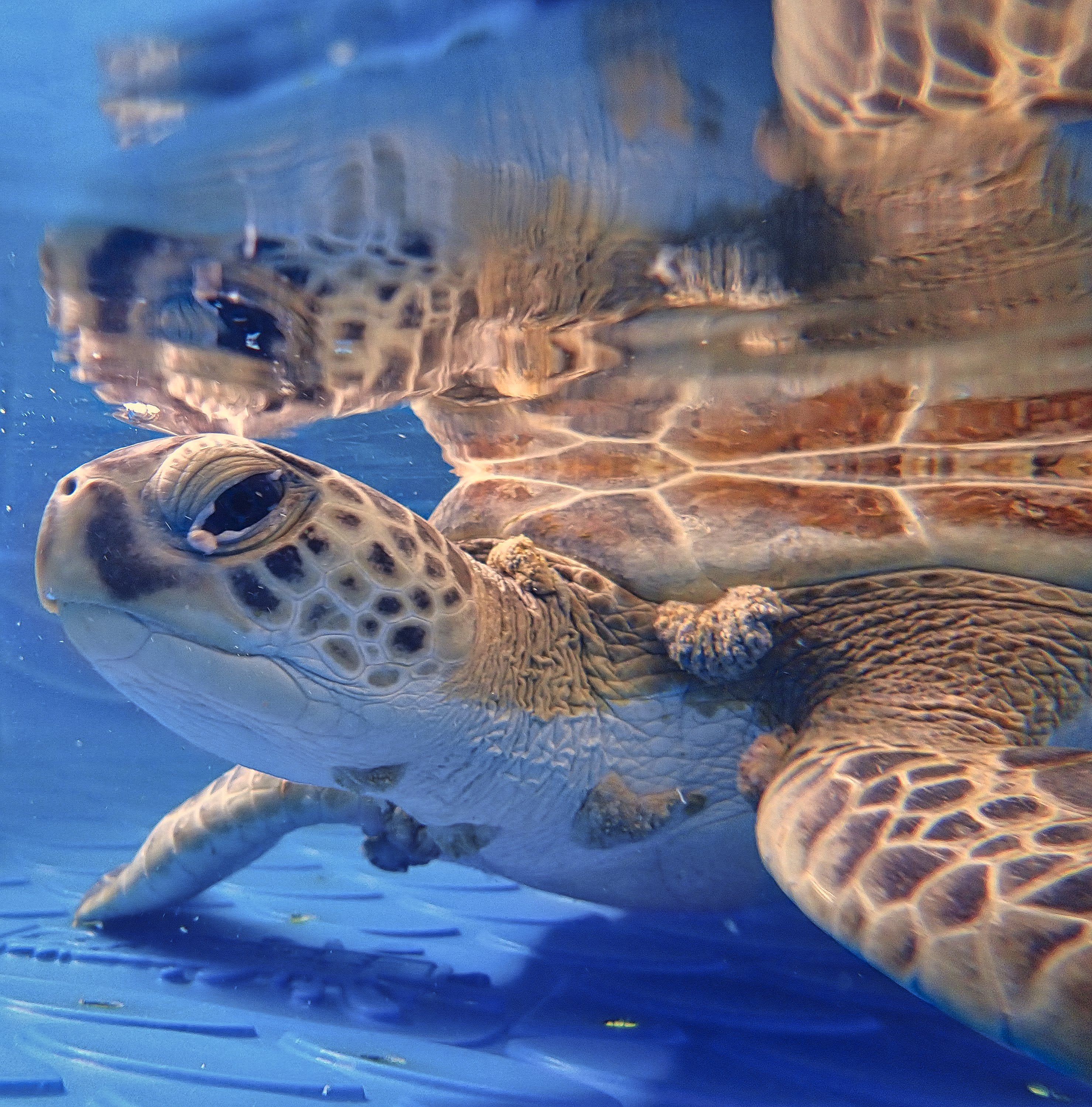 Tracking an oncogenic sea turtle virus with eDNA