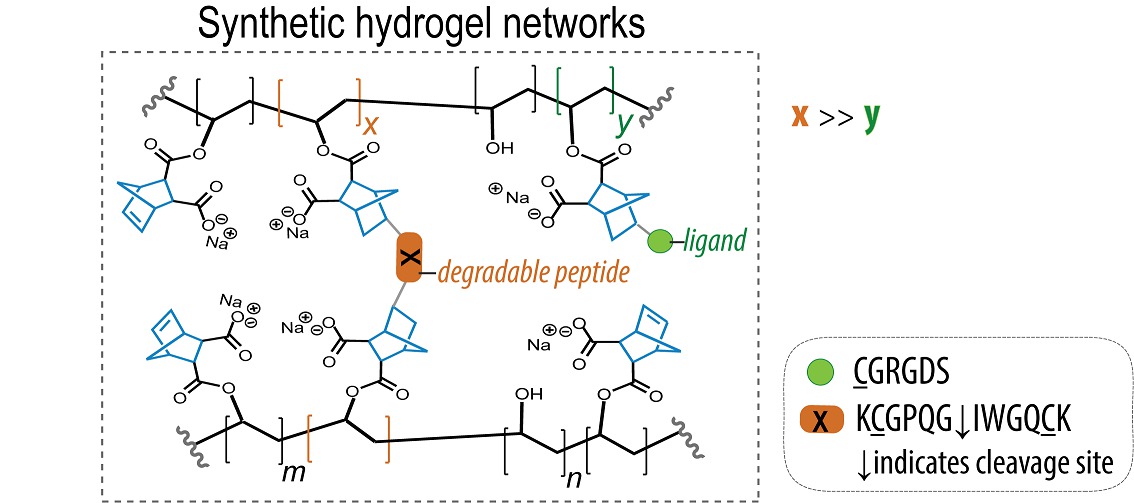 Journal Club | Spatial Control of Cell Growth in Hydrogels