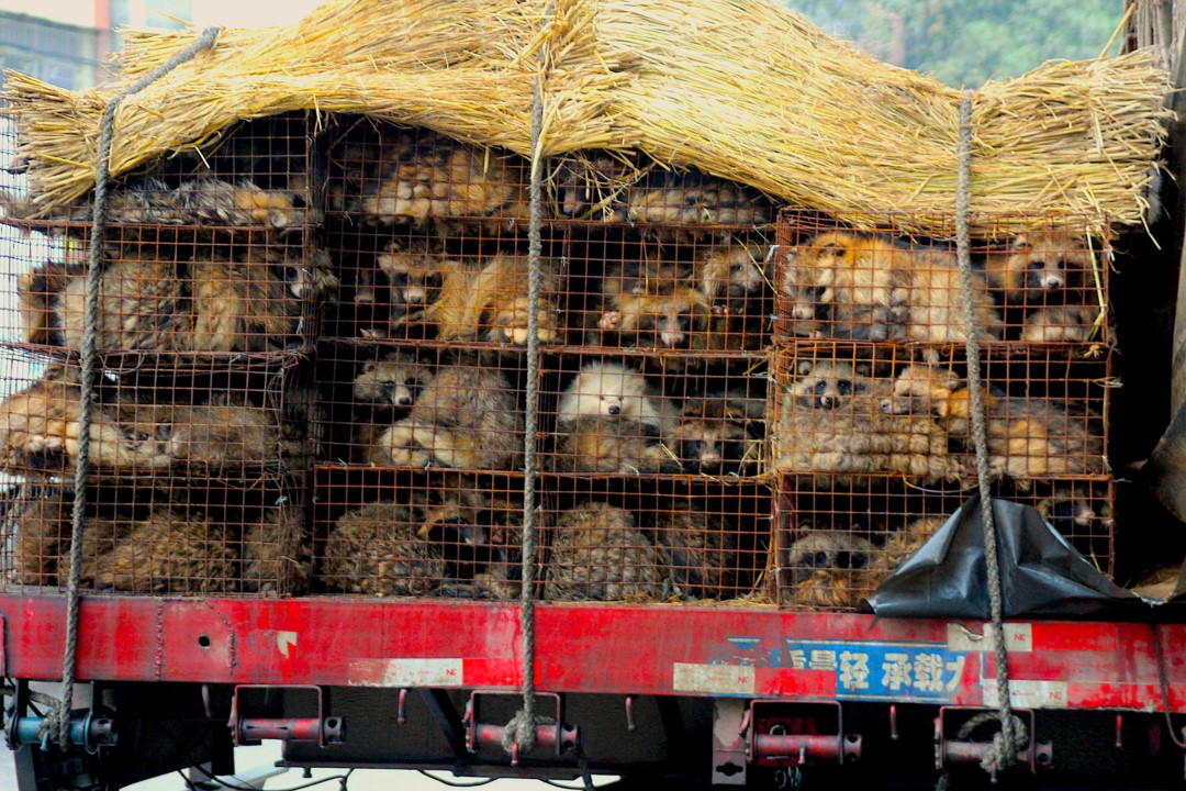 Event: Impacts of COVID-19 on Wildlife Trade, Health, and Climate July 22nd