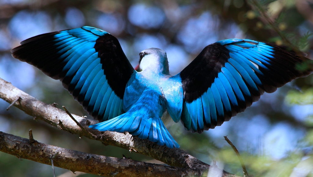 10,000 bird wings