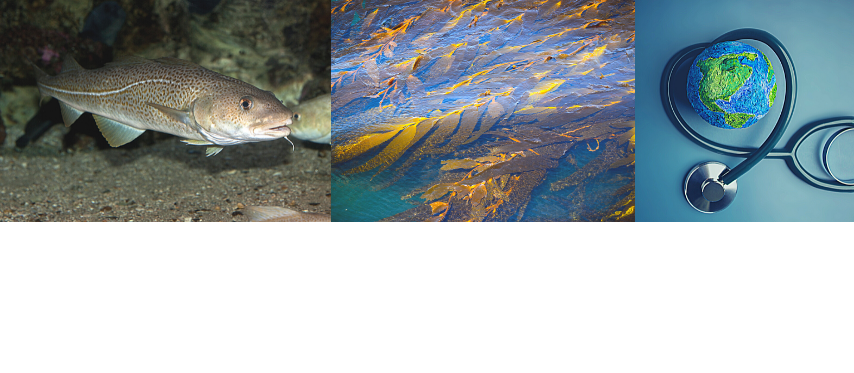 How do microbial communities assemble in the gut of Atlantic cod in response to diet and novel ingredients?  