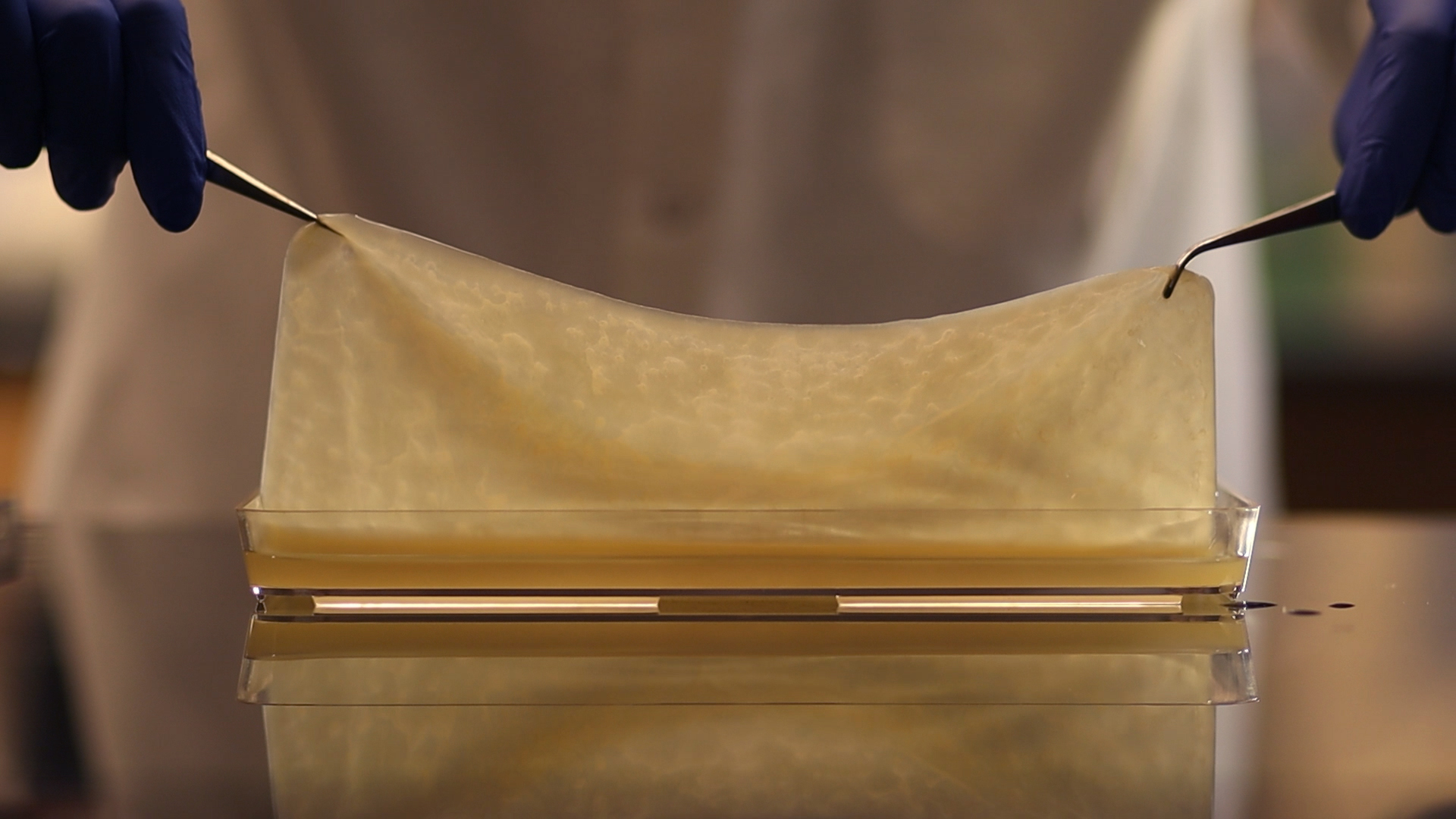 Living materials grown from kombucha