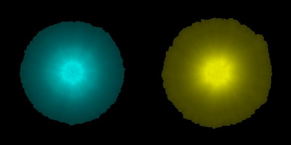 Simulation-Experiment loops to understand yeast colony growth