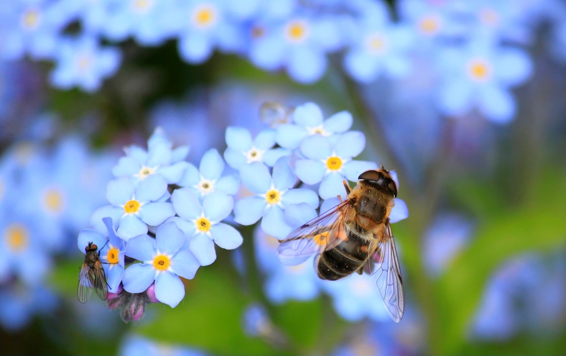 Birds, bees and brains