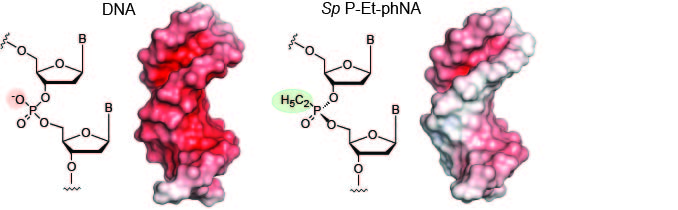 Genetic function without charge