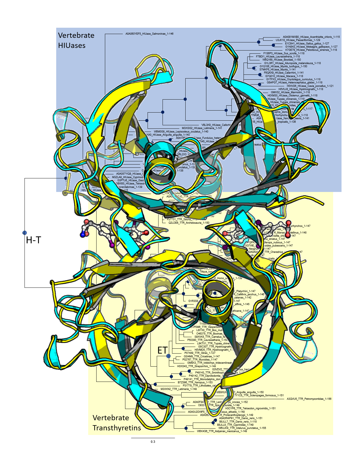 Evolution meets biophysics in the early history of transthyretins