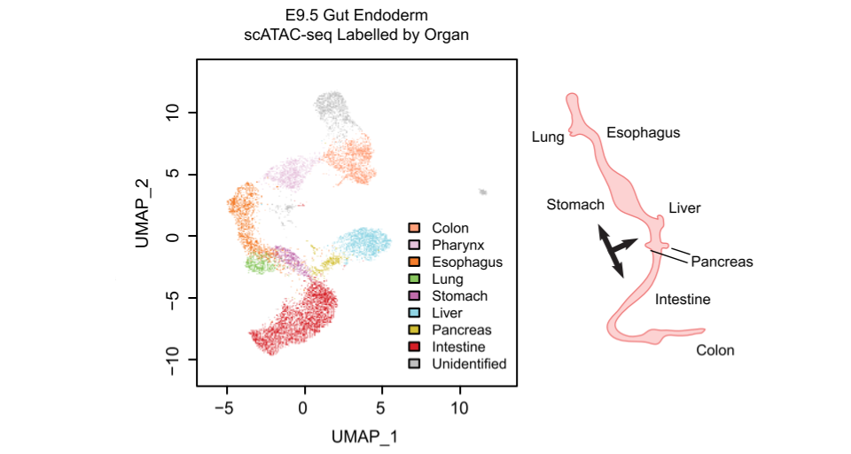 Defining the chromatin and transcriptional regulation of organ specification