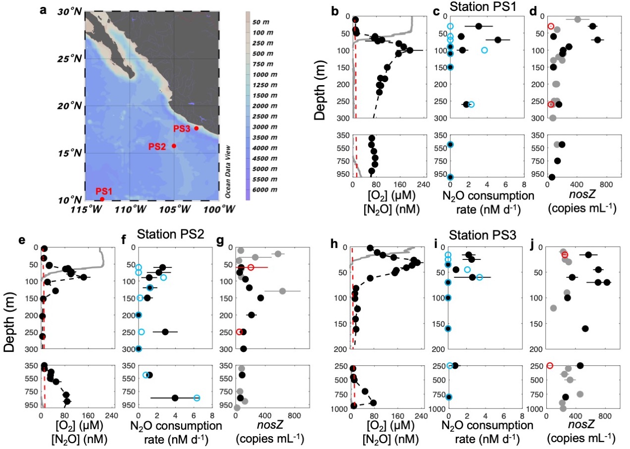 Understanding microbes improves the prediction of biogeochemical cycles