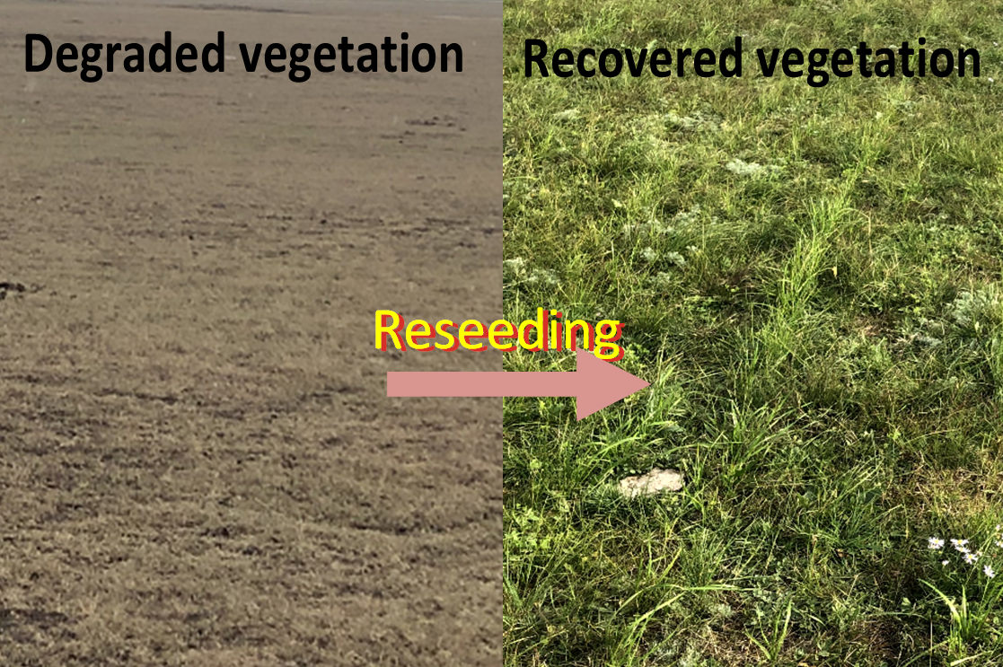 Optimal land management helps terrestrial vegetation sequester more carbon