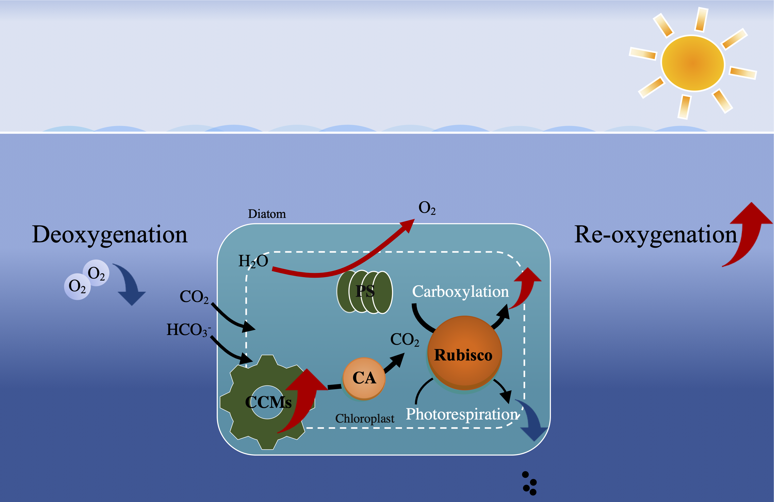 When ocean deoxygenation meets phytoplankton