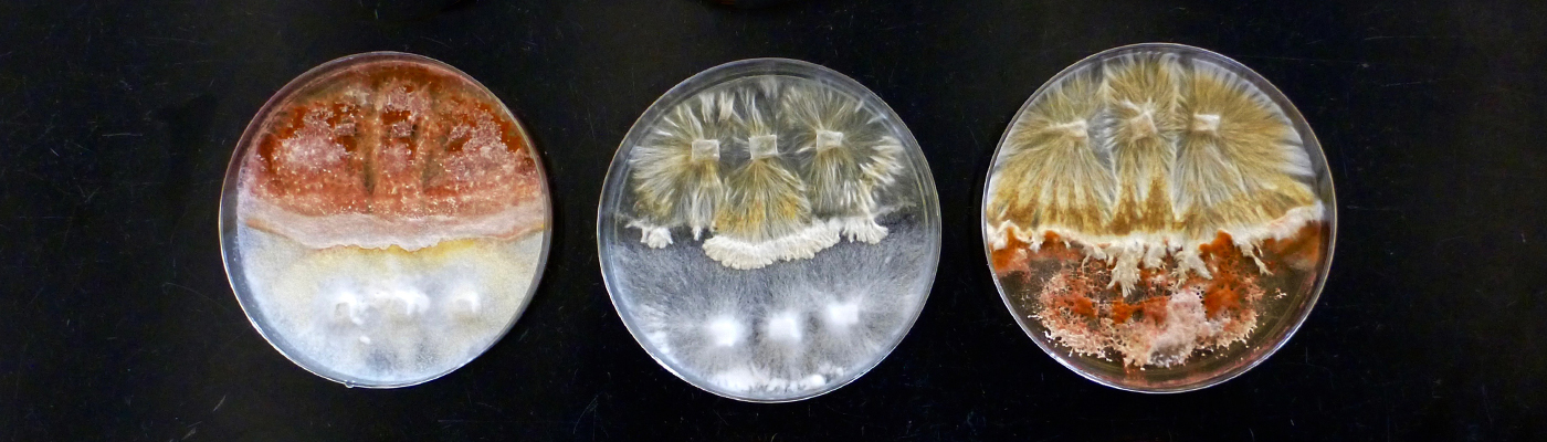 Spotlight on microbial ecology