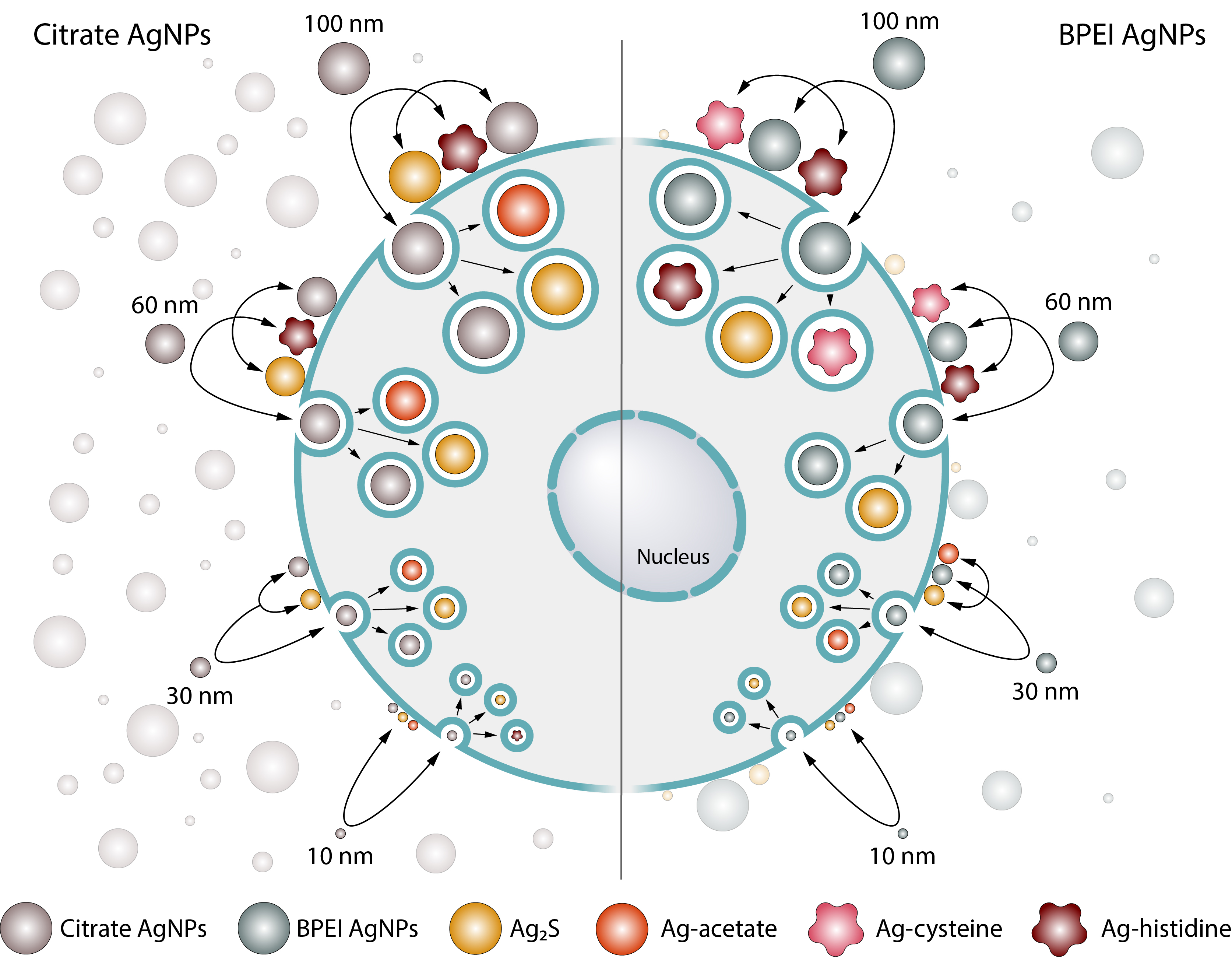 When a cell meets a nanoparticle: the case of nanosilver