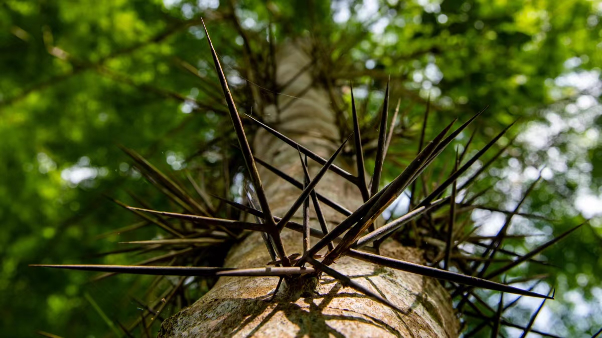 Rapid Eocene diversification of spiny plants in subtropical woodlands of central Tibet