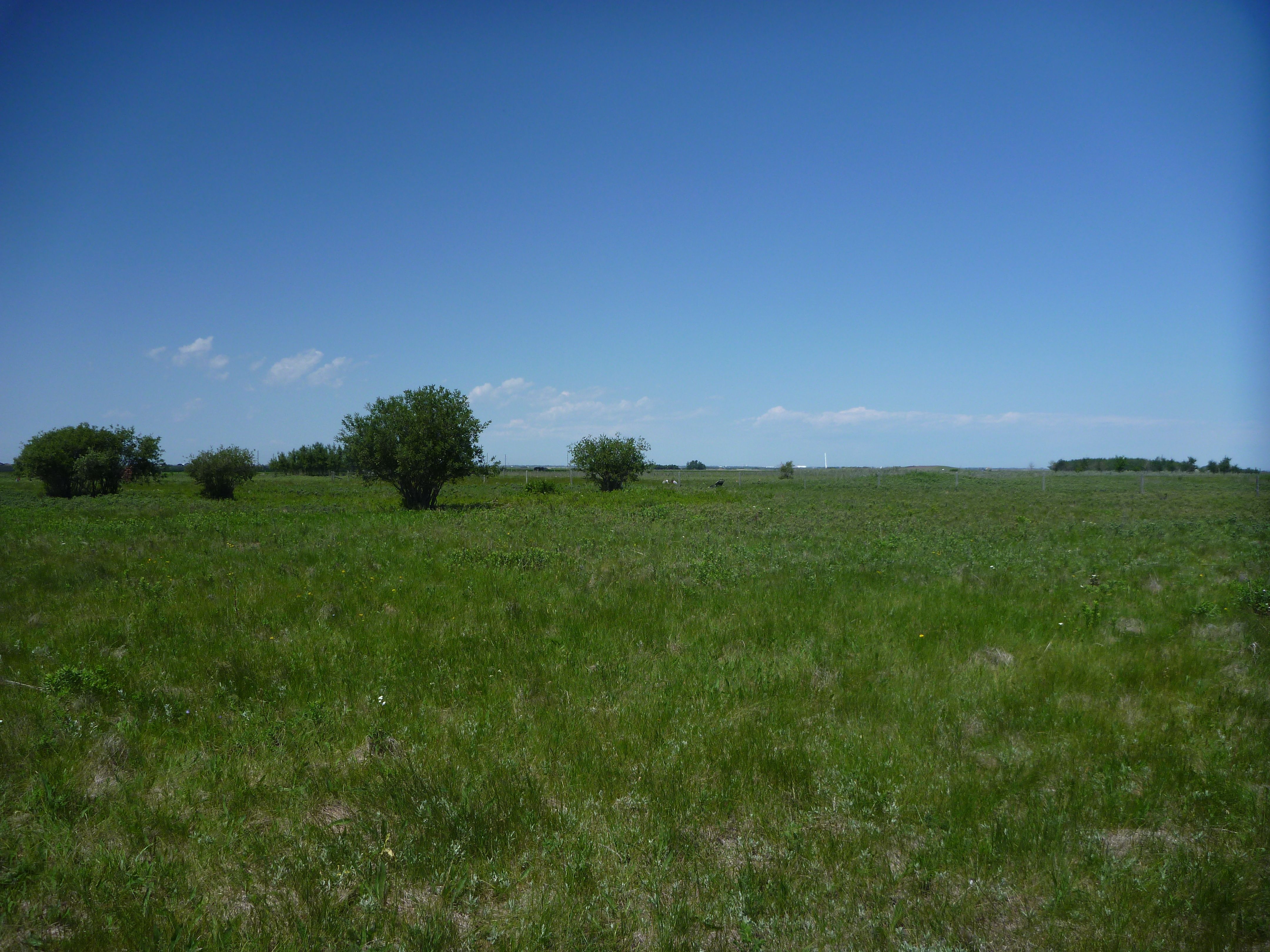 From Elation to Tears: the true story behind prairie soil ecology 