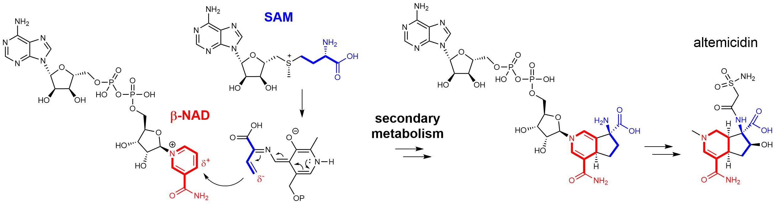 ß-NAD serving as a building block for natural product biosynthesis – a novel link between primary and secondary metabolism 
