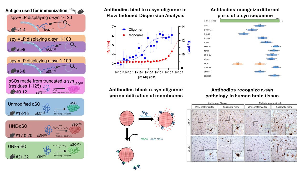 Molecular properties and diagnostic potential of monoclonal antibodies targeting cytotoxic α-synuclein oligomers