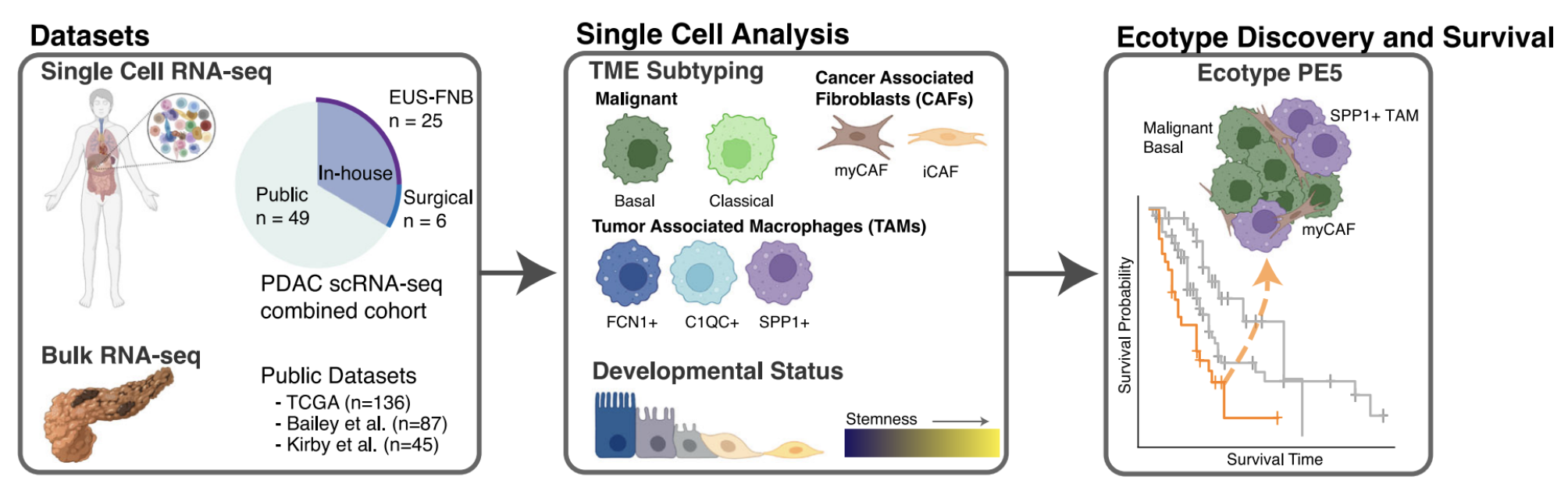 Tumor microenvironment composition and developmental stemness features predict survival in pancreatic cancer