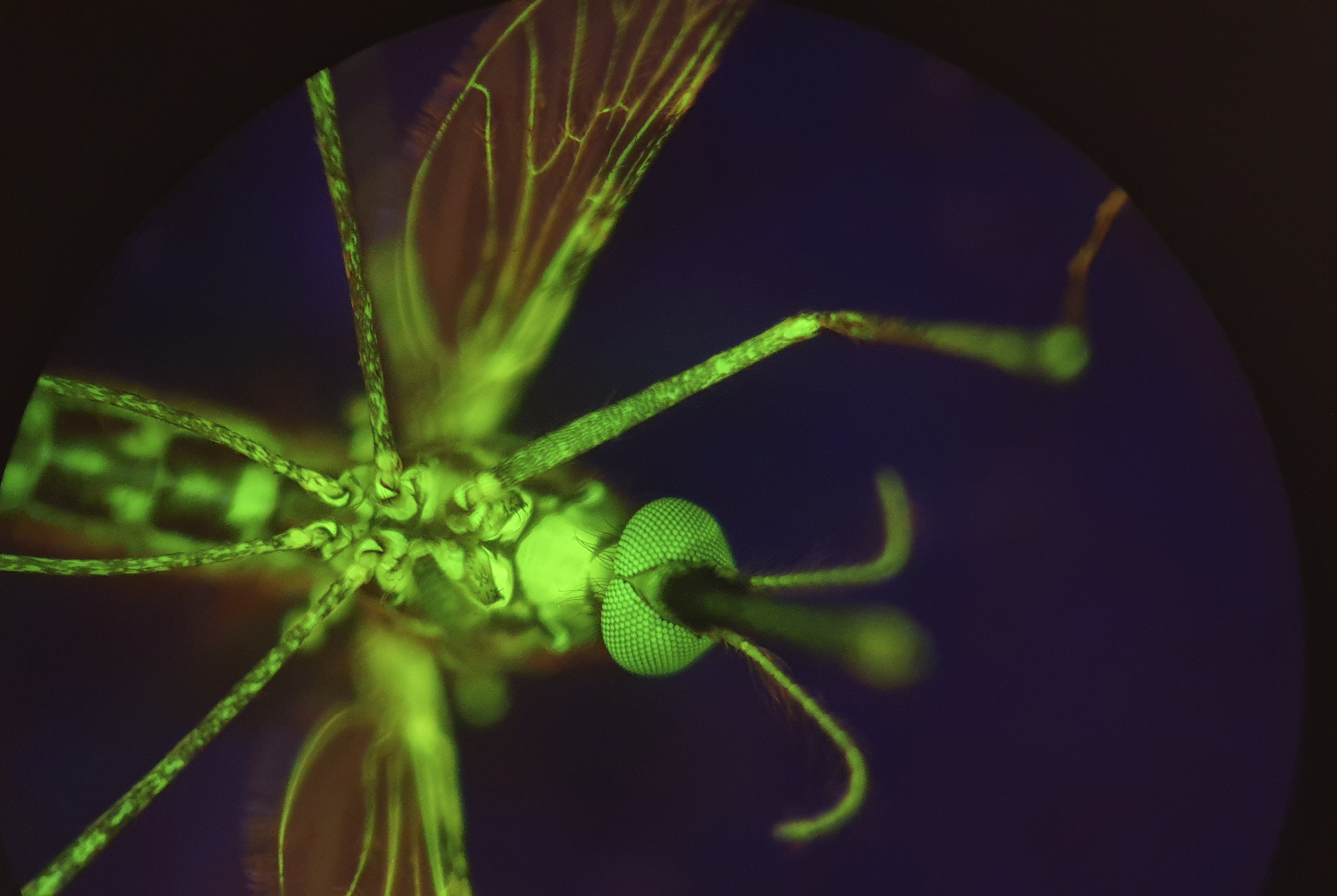 Biting the Bloodsuckers Back: Turning Human Blood into Mosquito Poison 