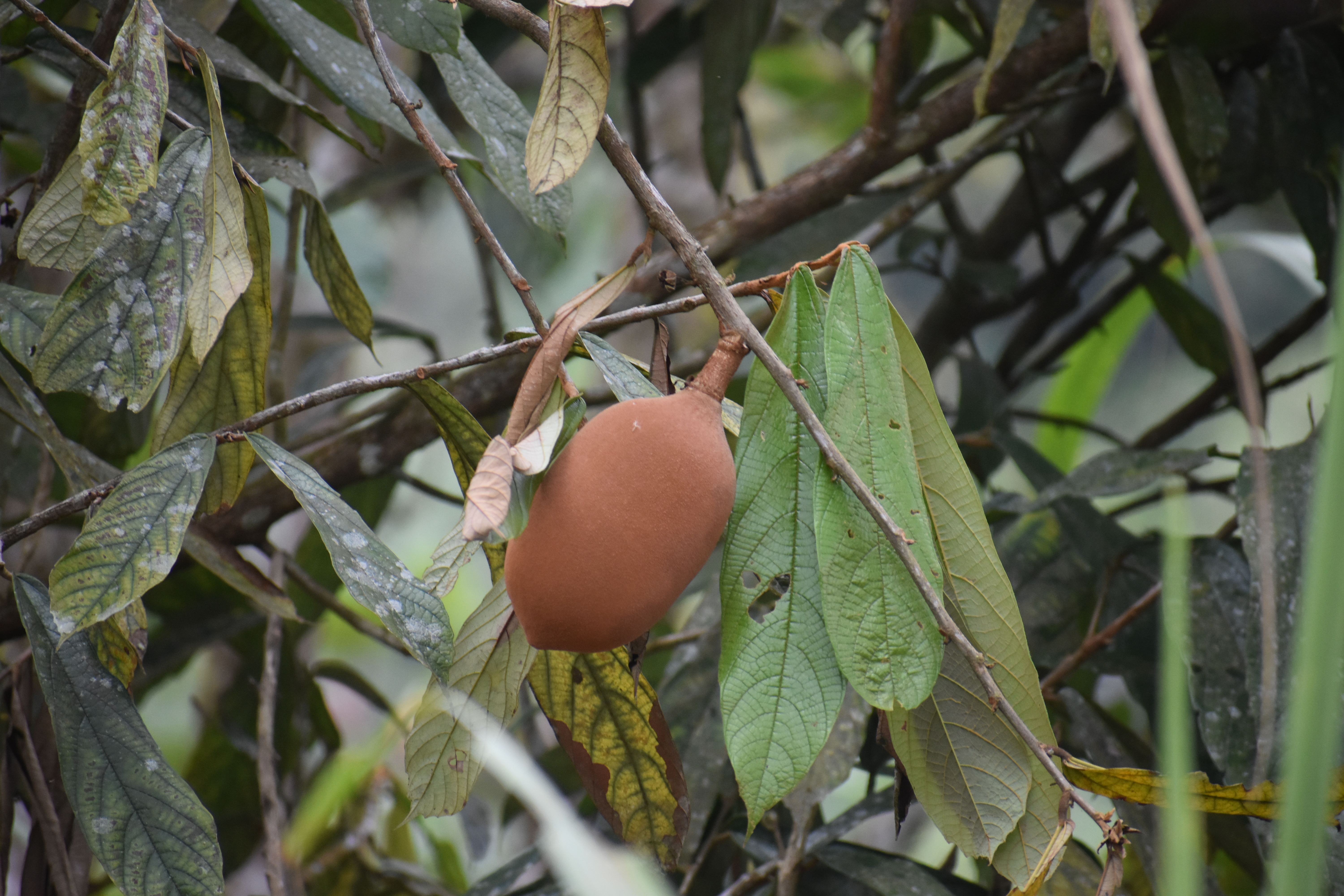 Domestication of the Amazonian fruit tree cupuaçu may have stretched over the past 8000 years