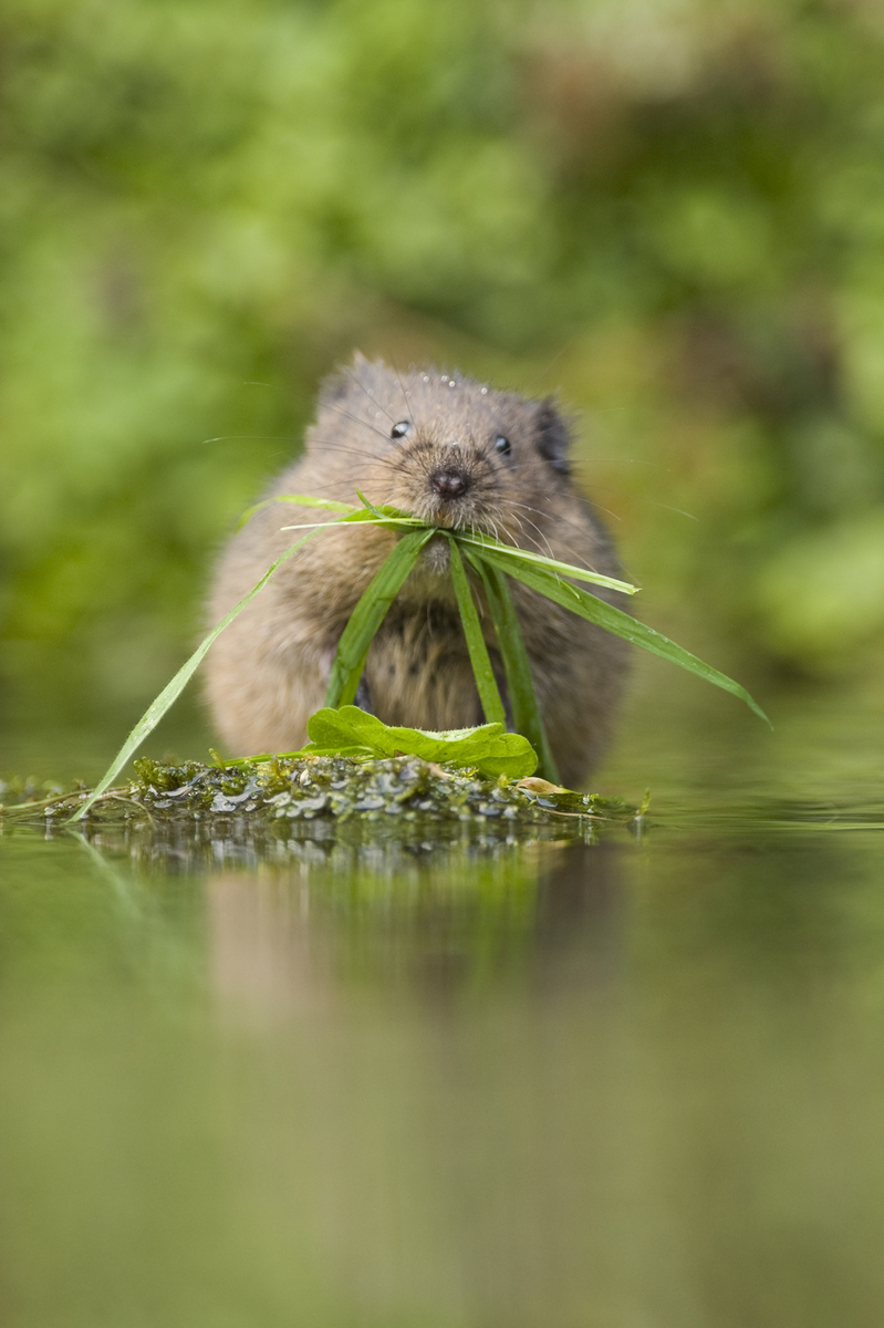 New WILD HUB MEMBER
