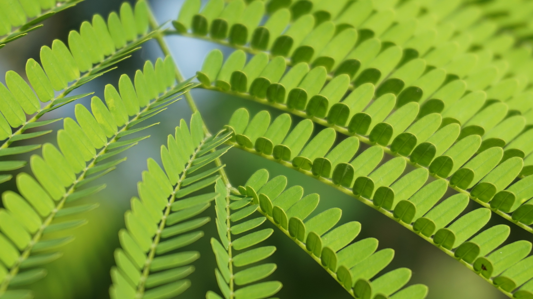 Why legumes dominate recovering Neotropical forests