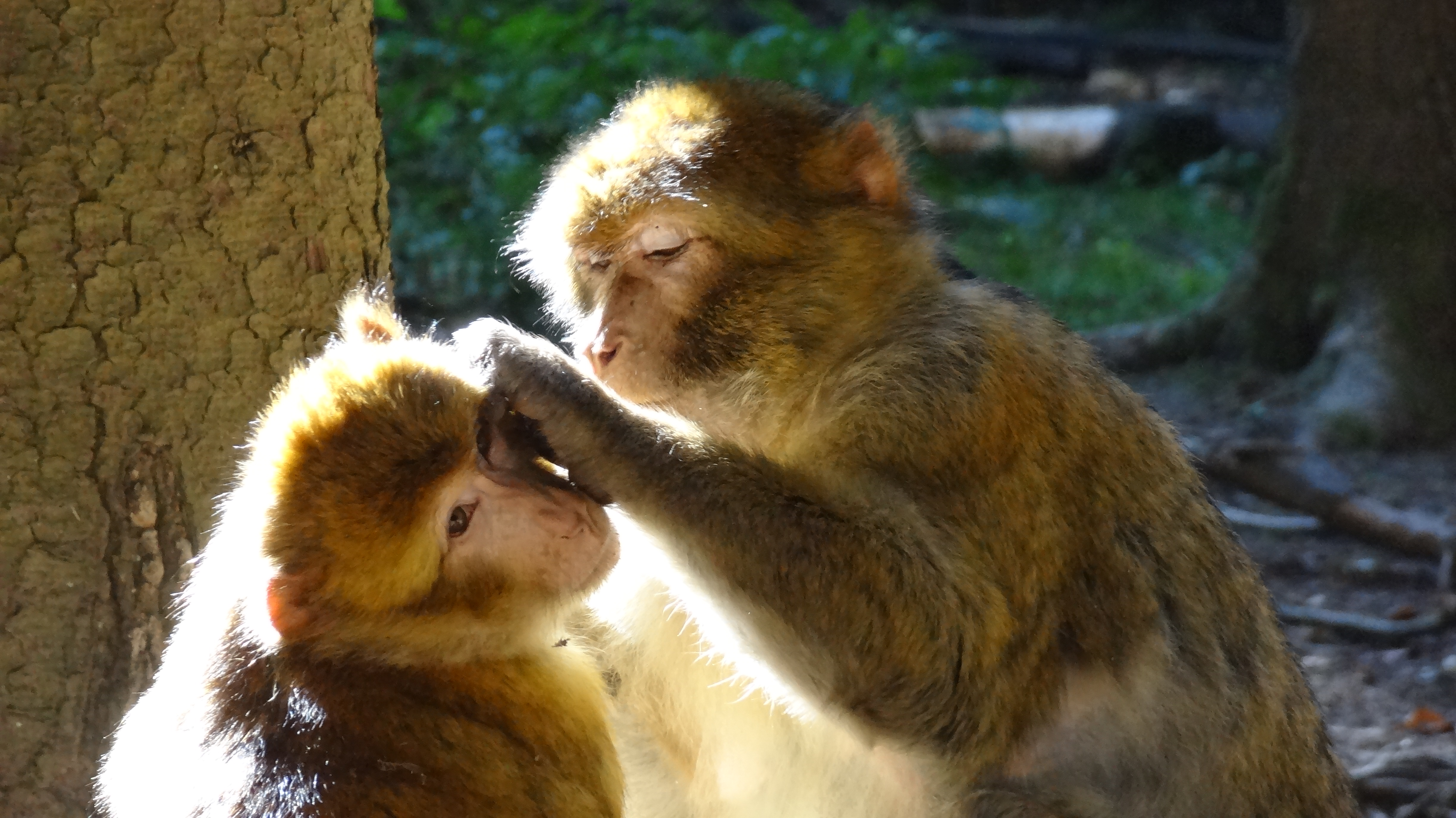 Corona impact on social behaviour: observations on the human species  