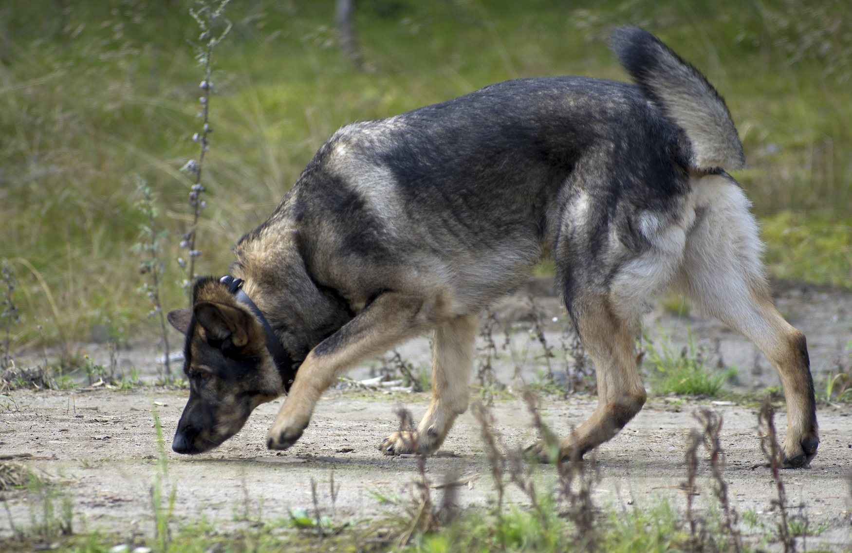 Dissecting genetic factors influencing dog behaviour