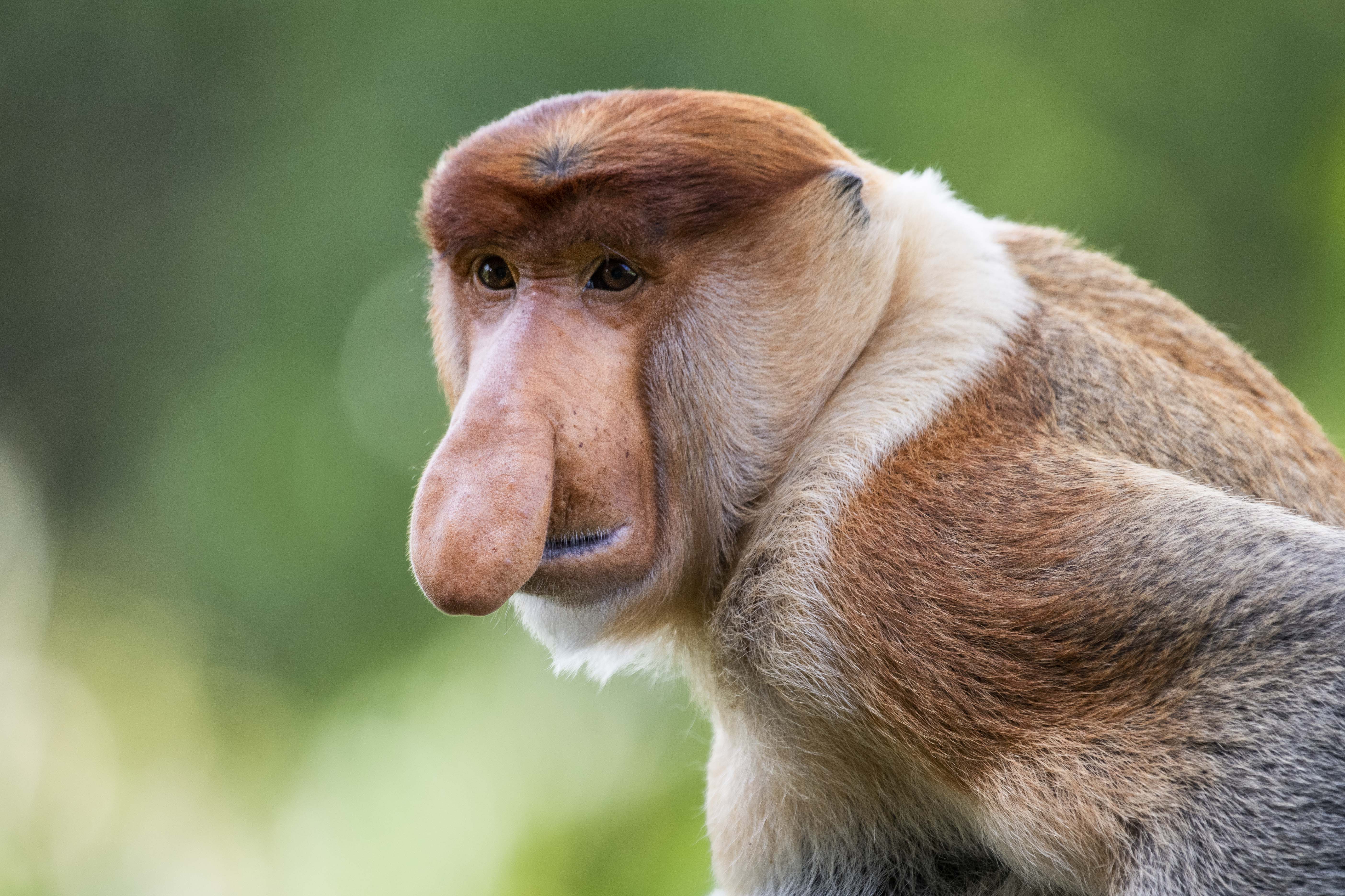 Sexual selection: friend or foe? 