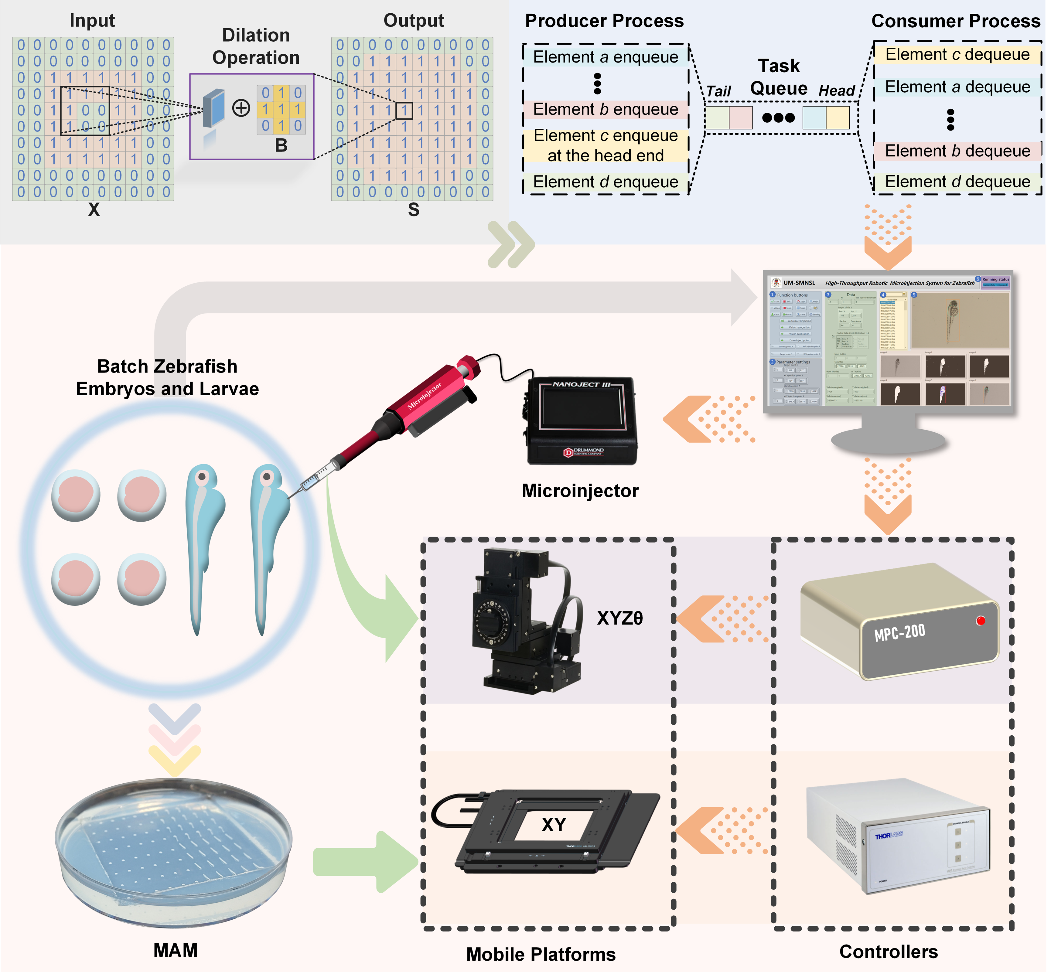Automated robotic microinjection system for batch zebrafish injection
