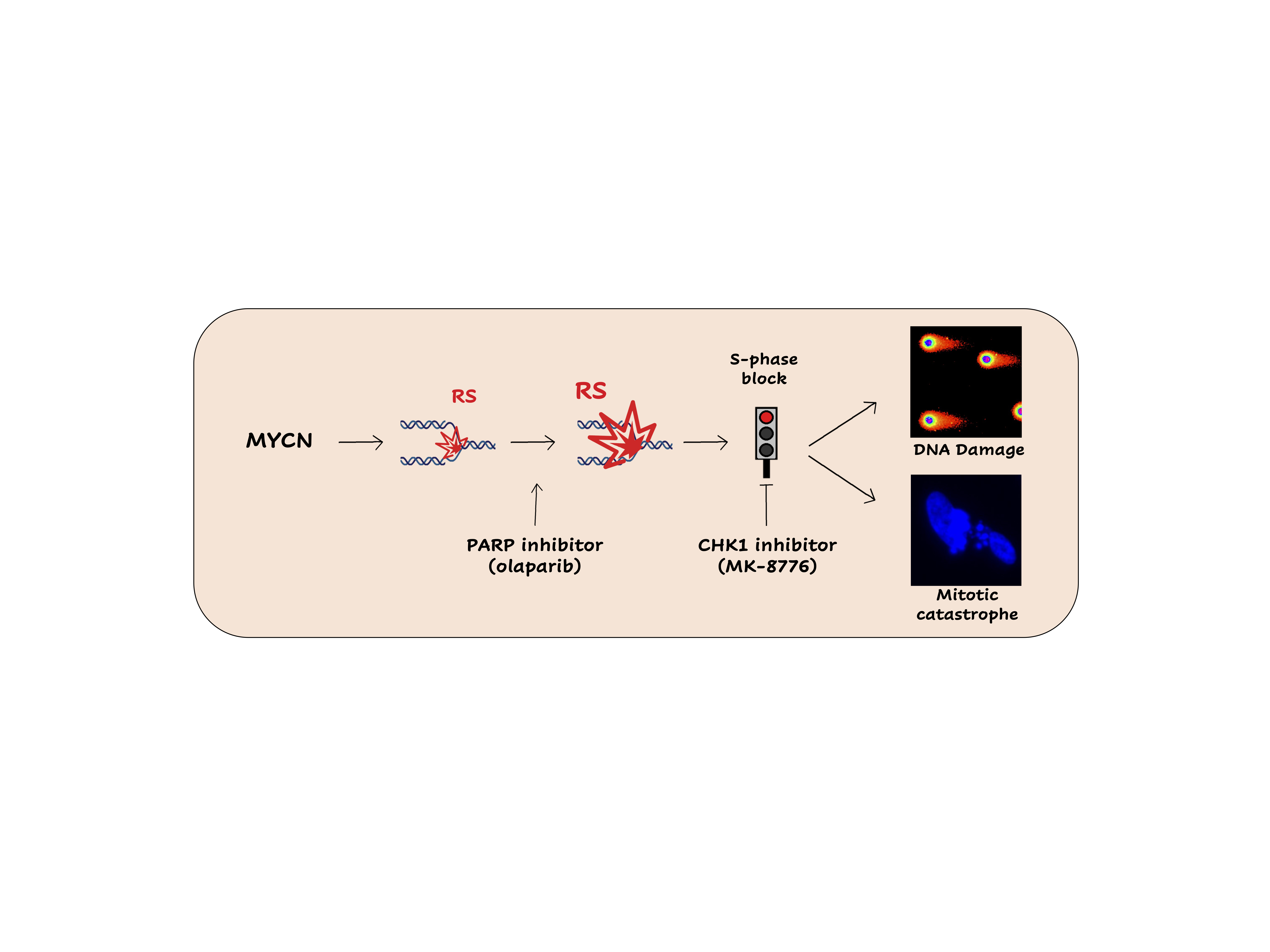 A combination of PARP and CHK1 inhibitors efficiently antagonizes MYCN-driven tumors