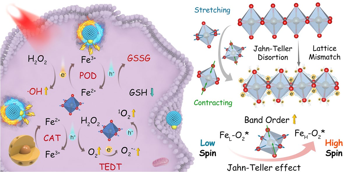 Enhanced Spin‑Engineering Photothermoelectric–Enzymatic Catalysis System via Lattice Mismatch‑Induced Jahn–Teller Distortion for Tumor Therapy