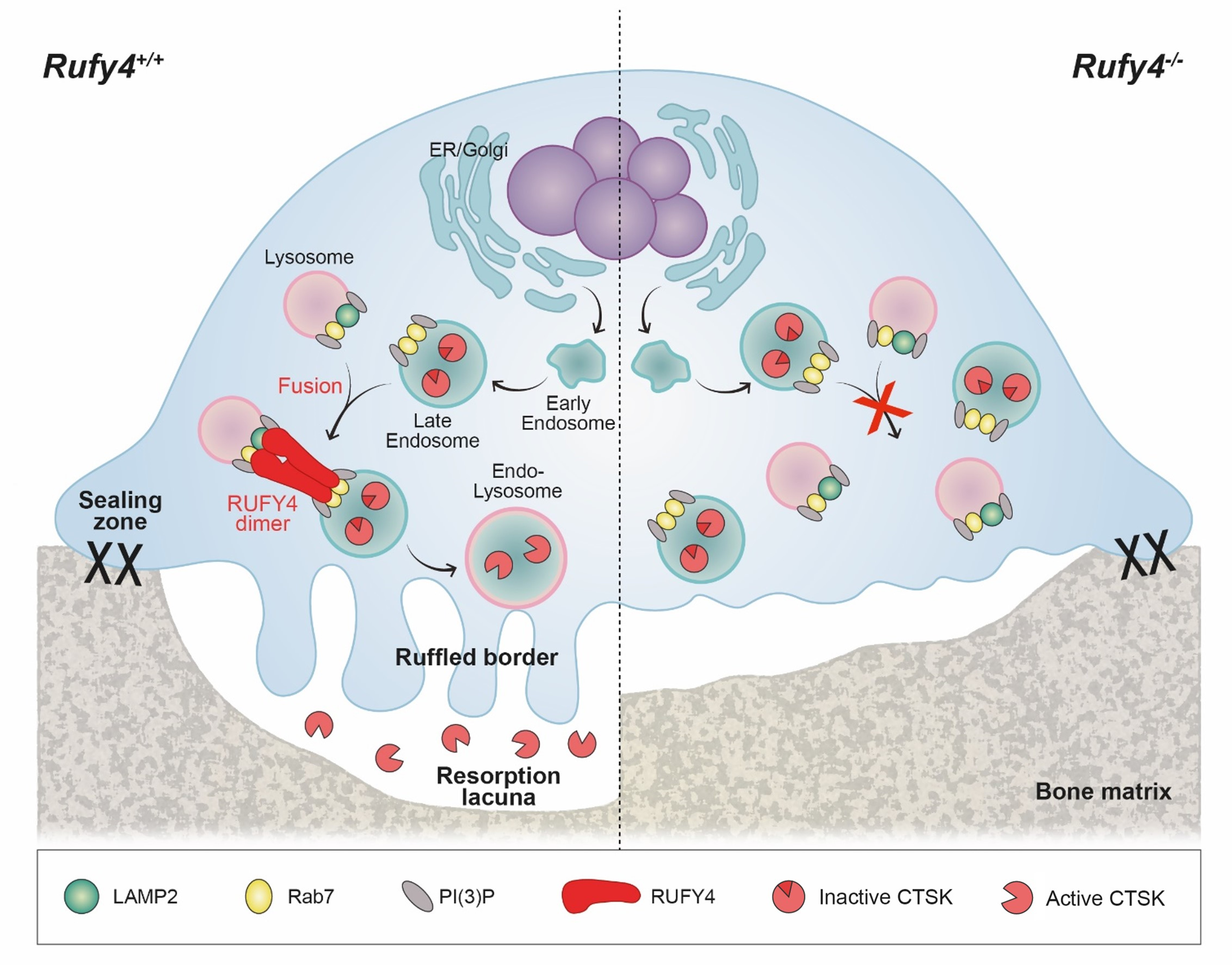 RUFY4 deletion prevents pathological bone loss by blocking endo-lysosomal trafficking of osteoclasts